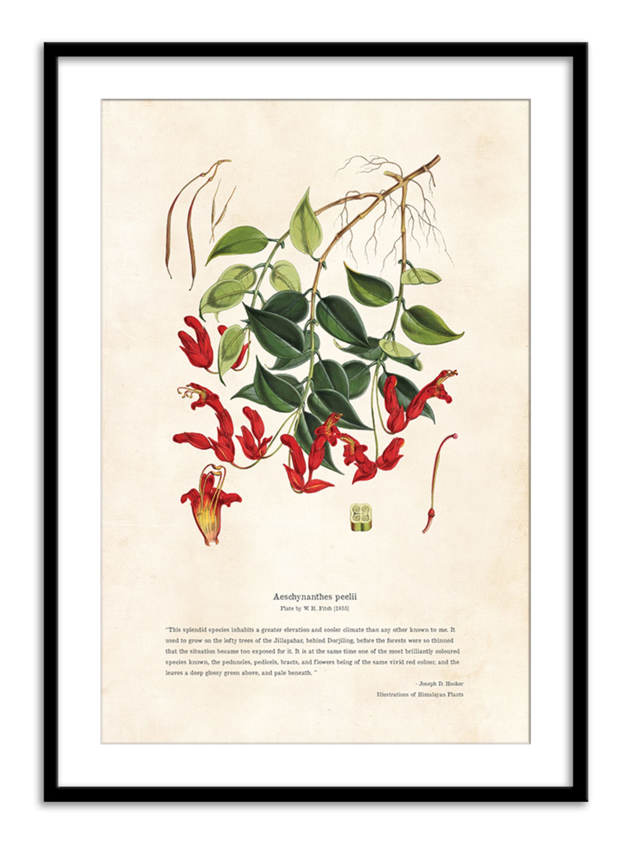 Wall Prints - Himalayan Plants - Aeschynanthes peelii