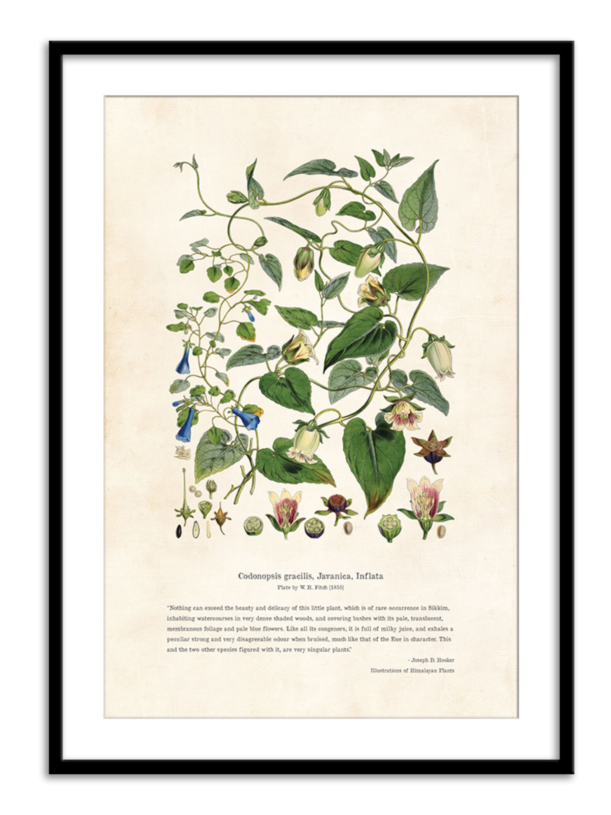 Wall Prints - Himalayan Plants - Codonopsis gracilis_ Javanica_ Inflata