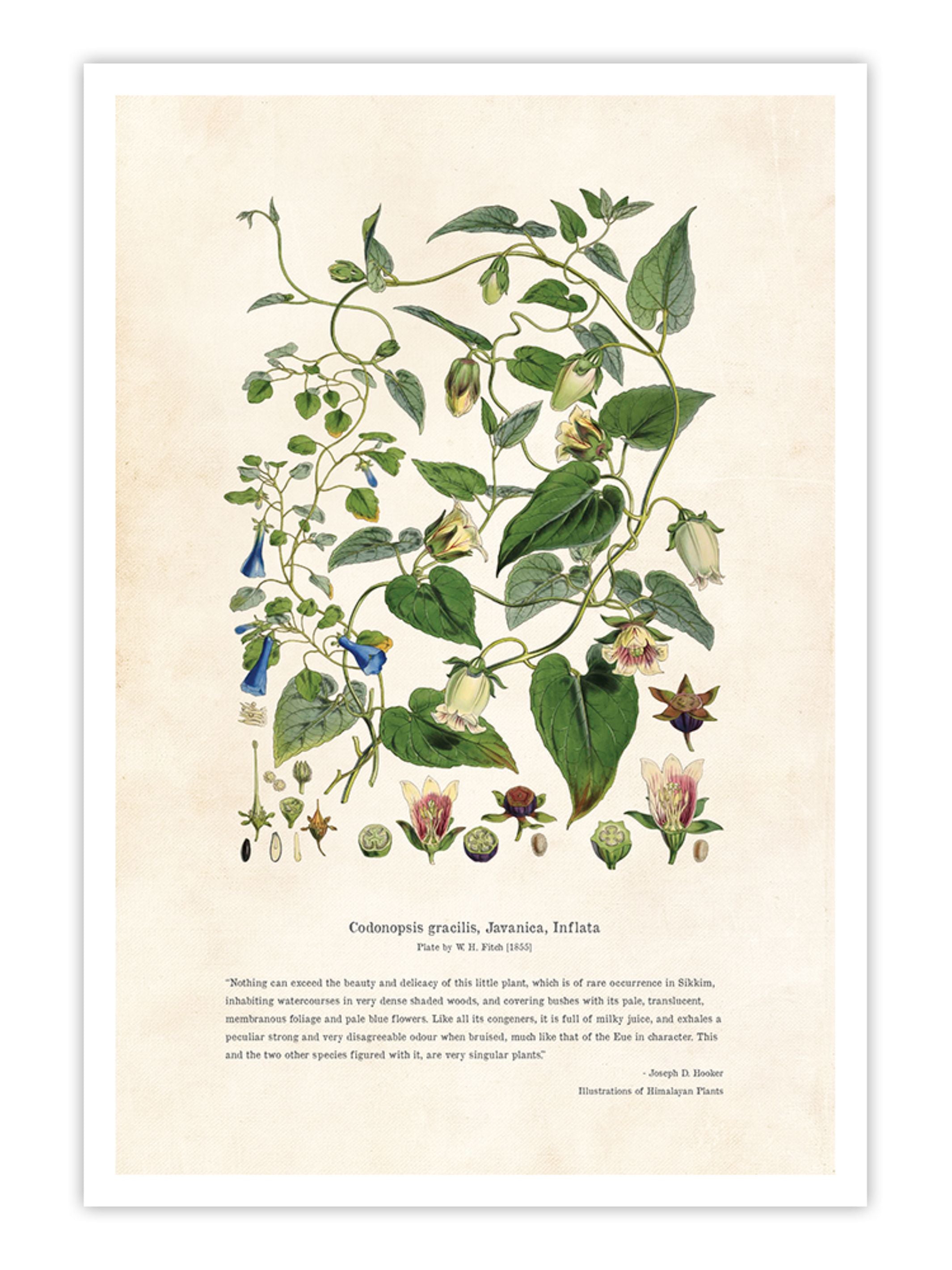 Wall Prints - Himalayan Plants - Codonopsis gracilis_ Javanica_ Inflata