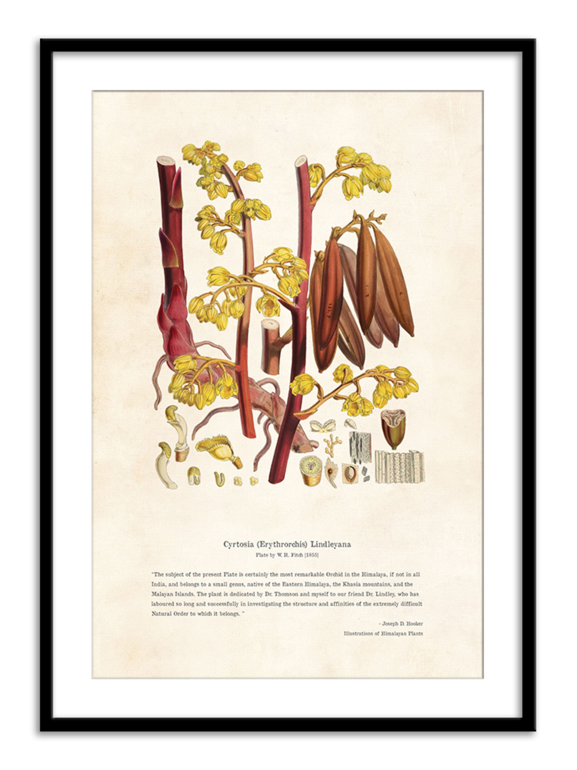 Wall Prints - Himalayan Plants - Cyrtosia Erythrorchis lindleyana