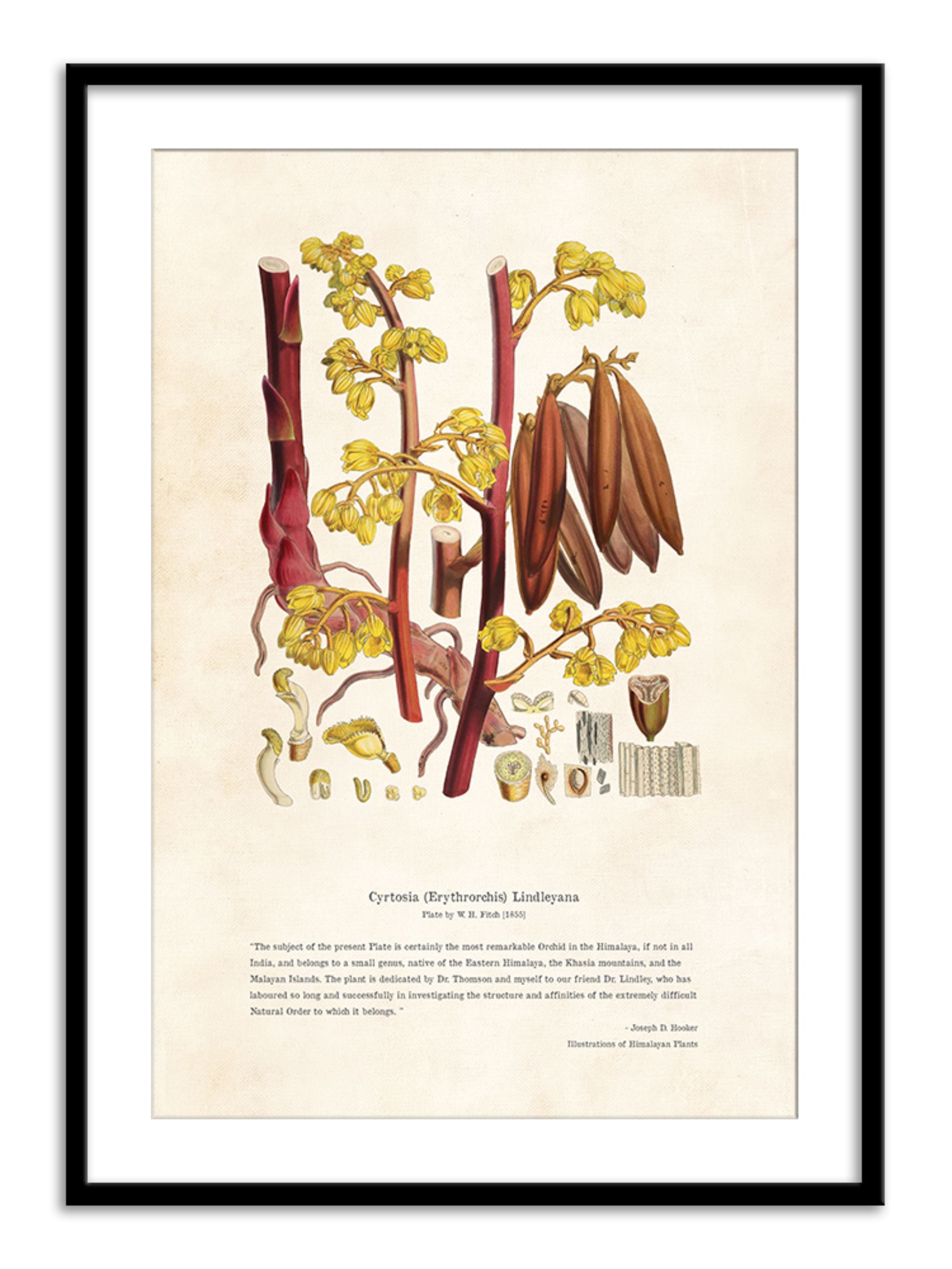 Wall Prints - Himalayan Plants - Cyrtosia Erythrorchis lindleyana