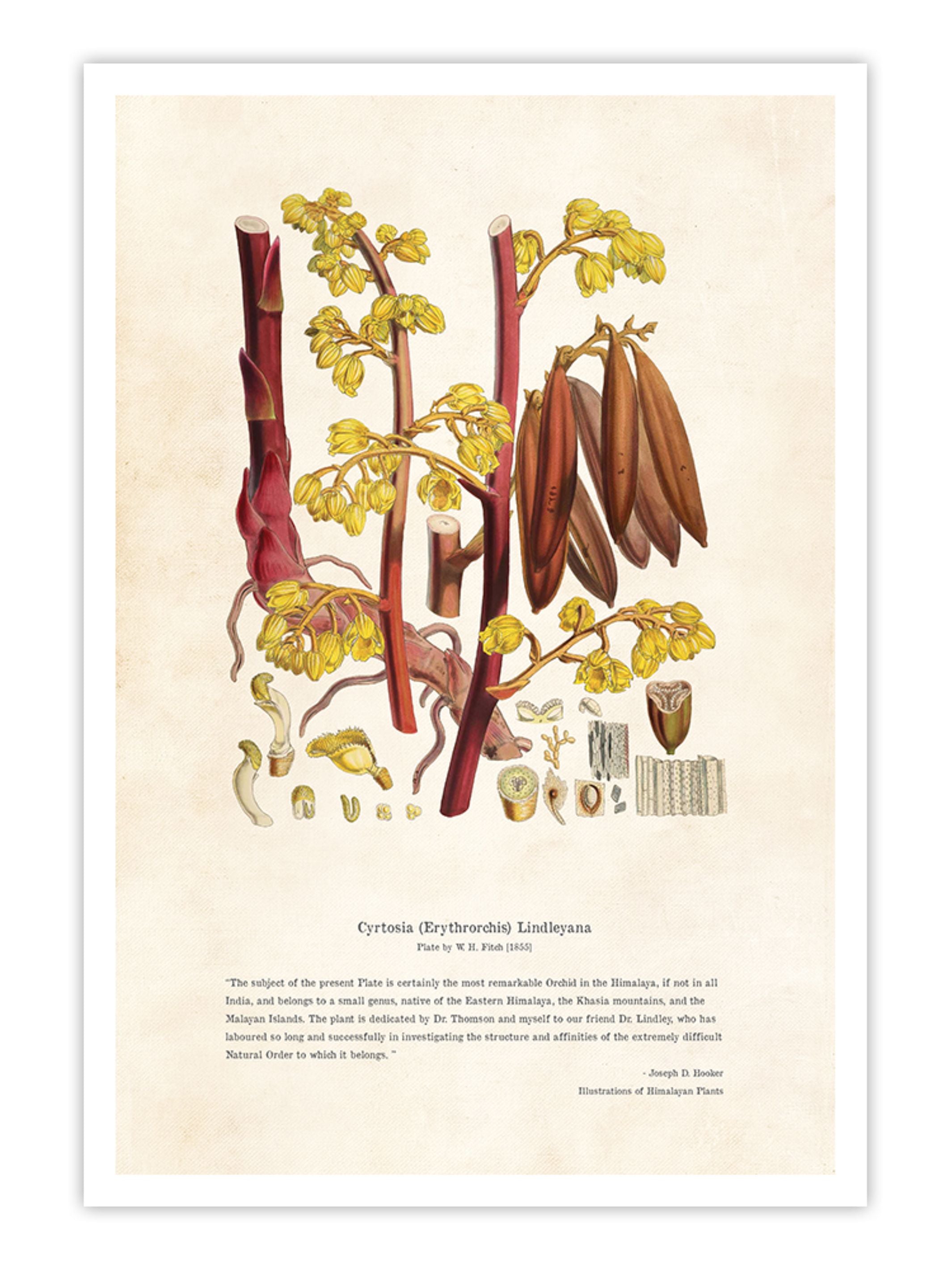 Wall Prints - Himalayan Plants - Cyrtosia Erythrorchis lindleyana