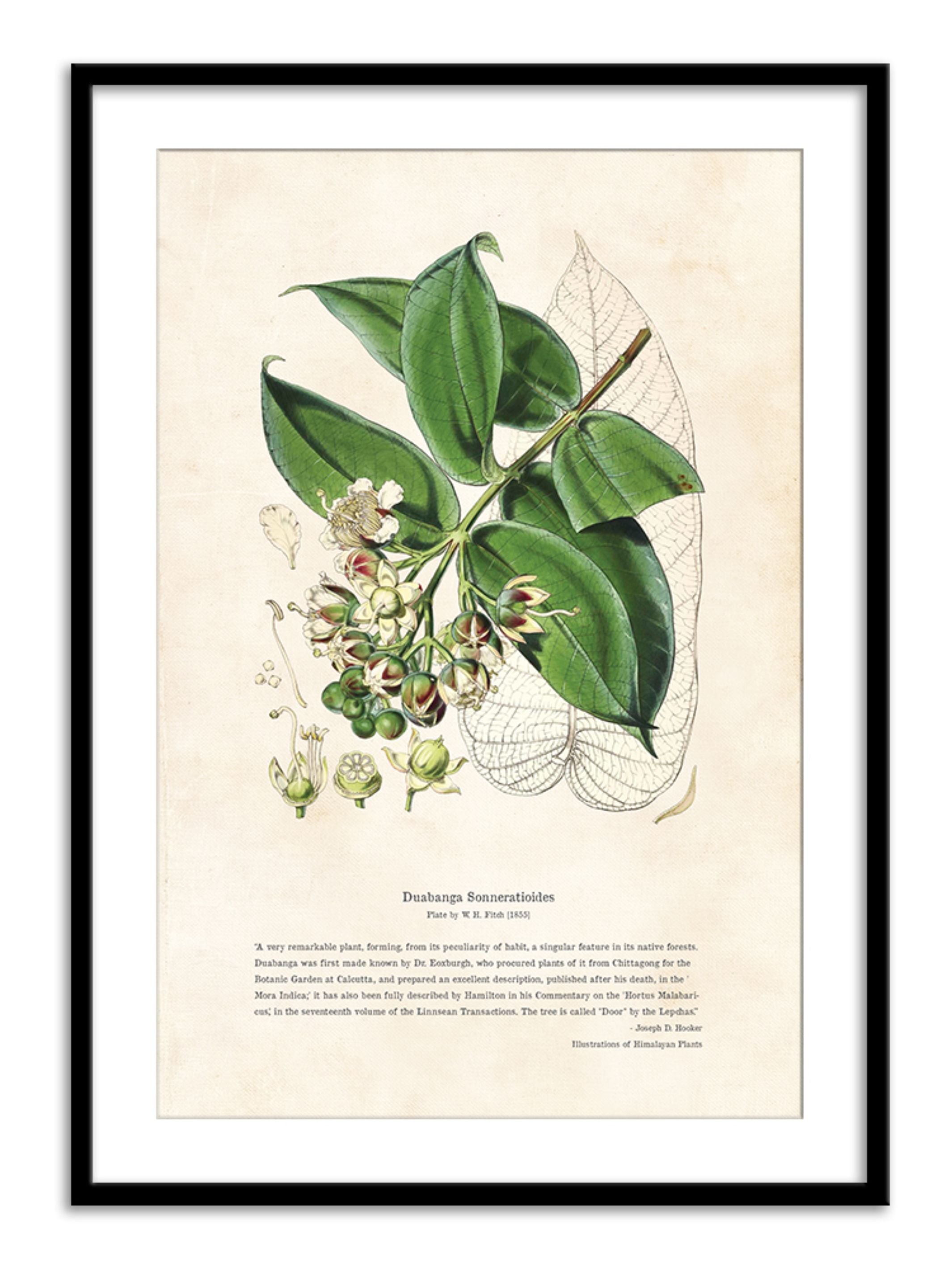 Wall Prints - Himalayan Plants - Duabanga sonneratioides