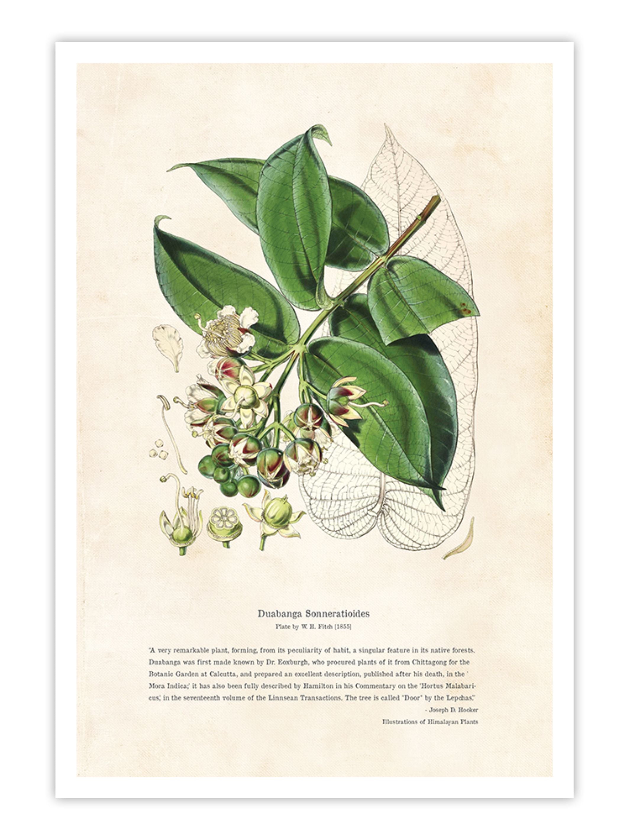 Wall Prints - Himalayan Plants - Duabanga sonneratioides