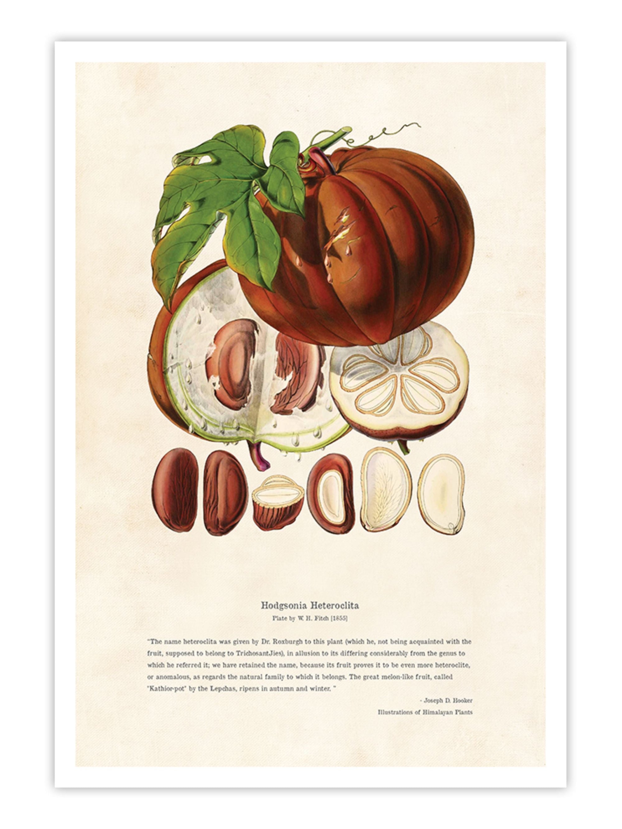 Wall Prints - Himalayan Plants - Hodgsonia heteroclita Fruit