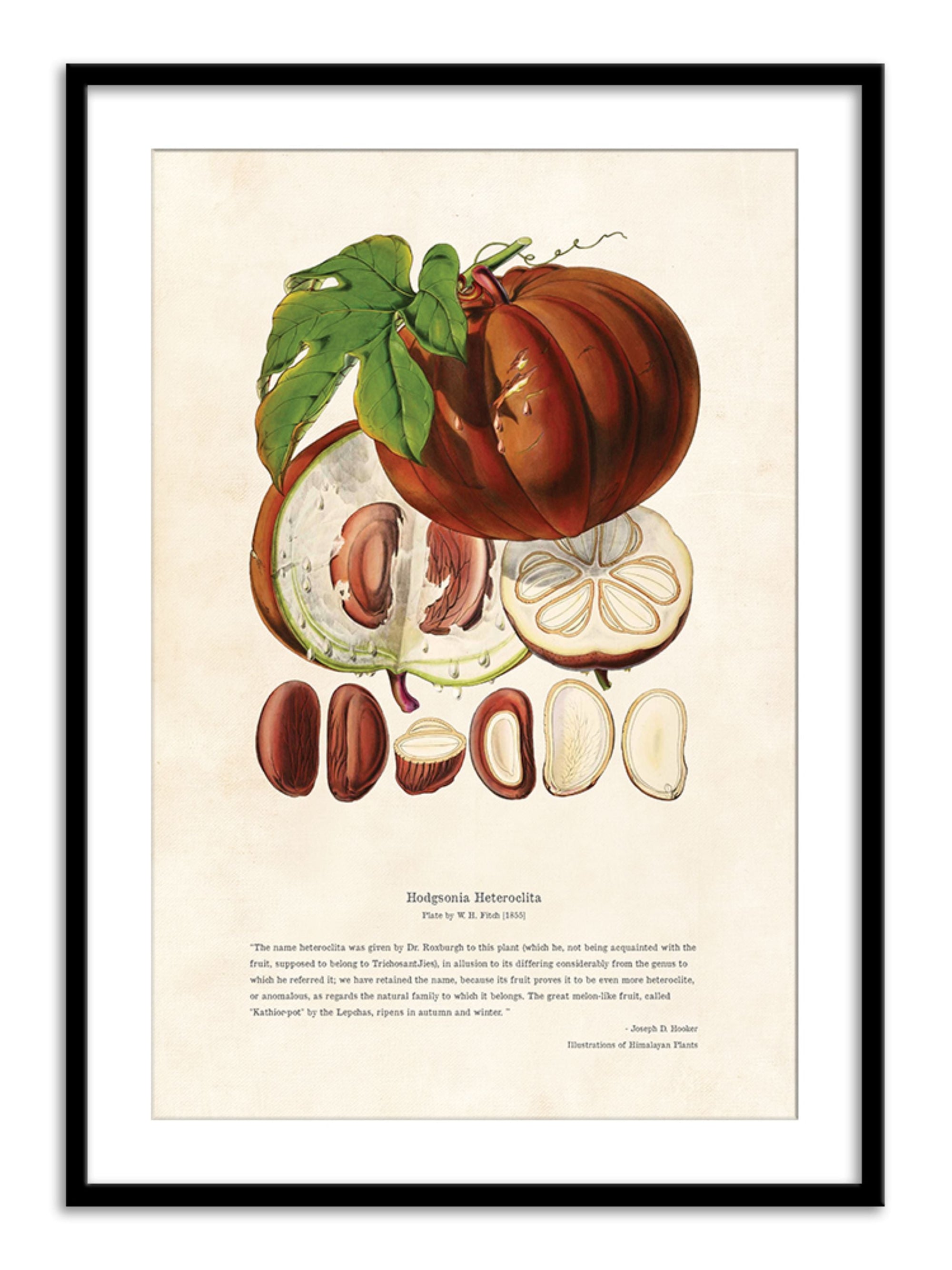 Wall Prints - Himalayan Plants - Hodgsonia heteroclita Fruit