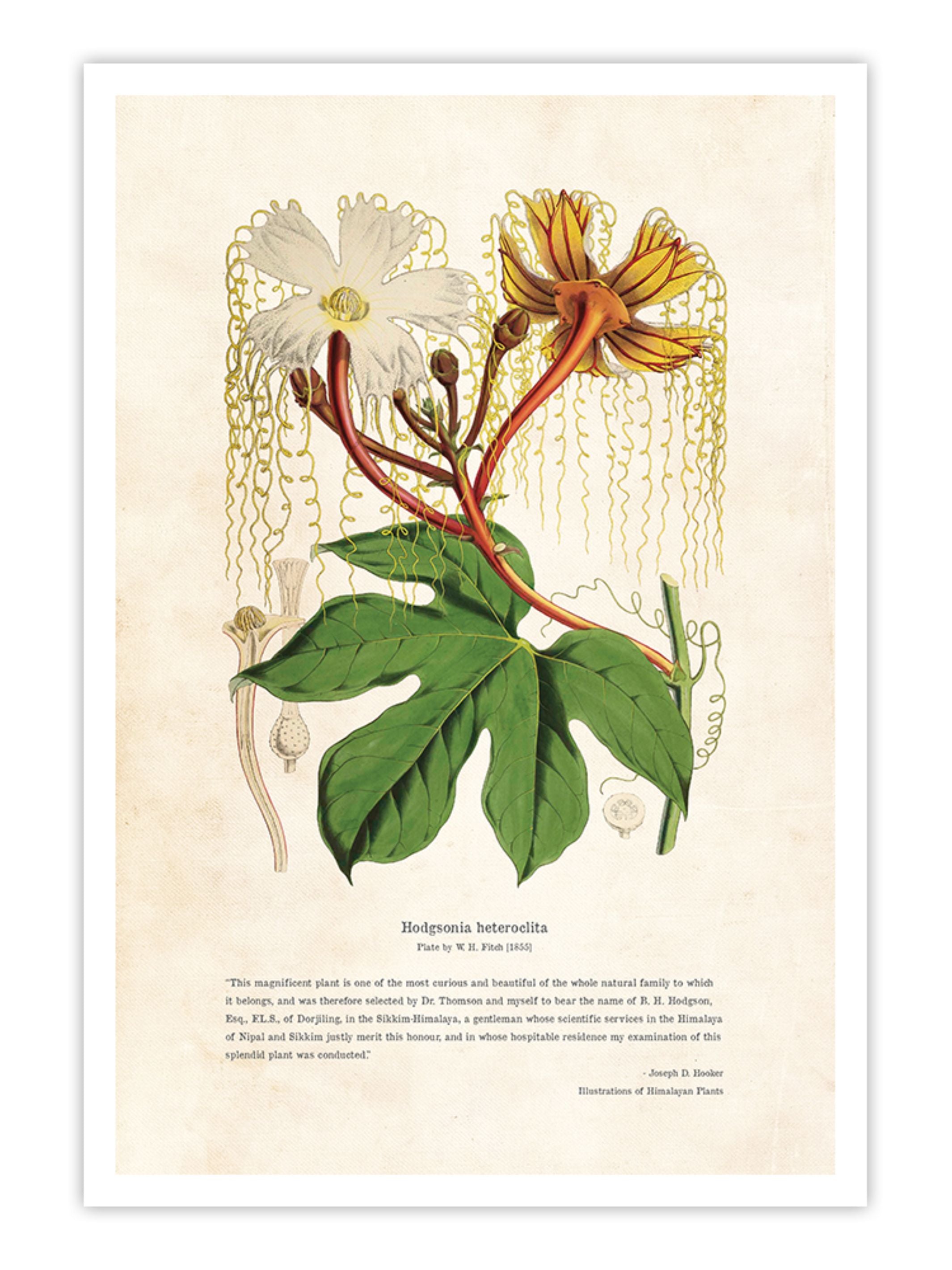 Wall Prints - Himalayan Plants - Hodgsonia heteroclita