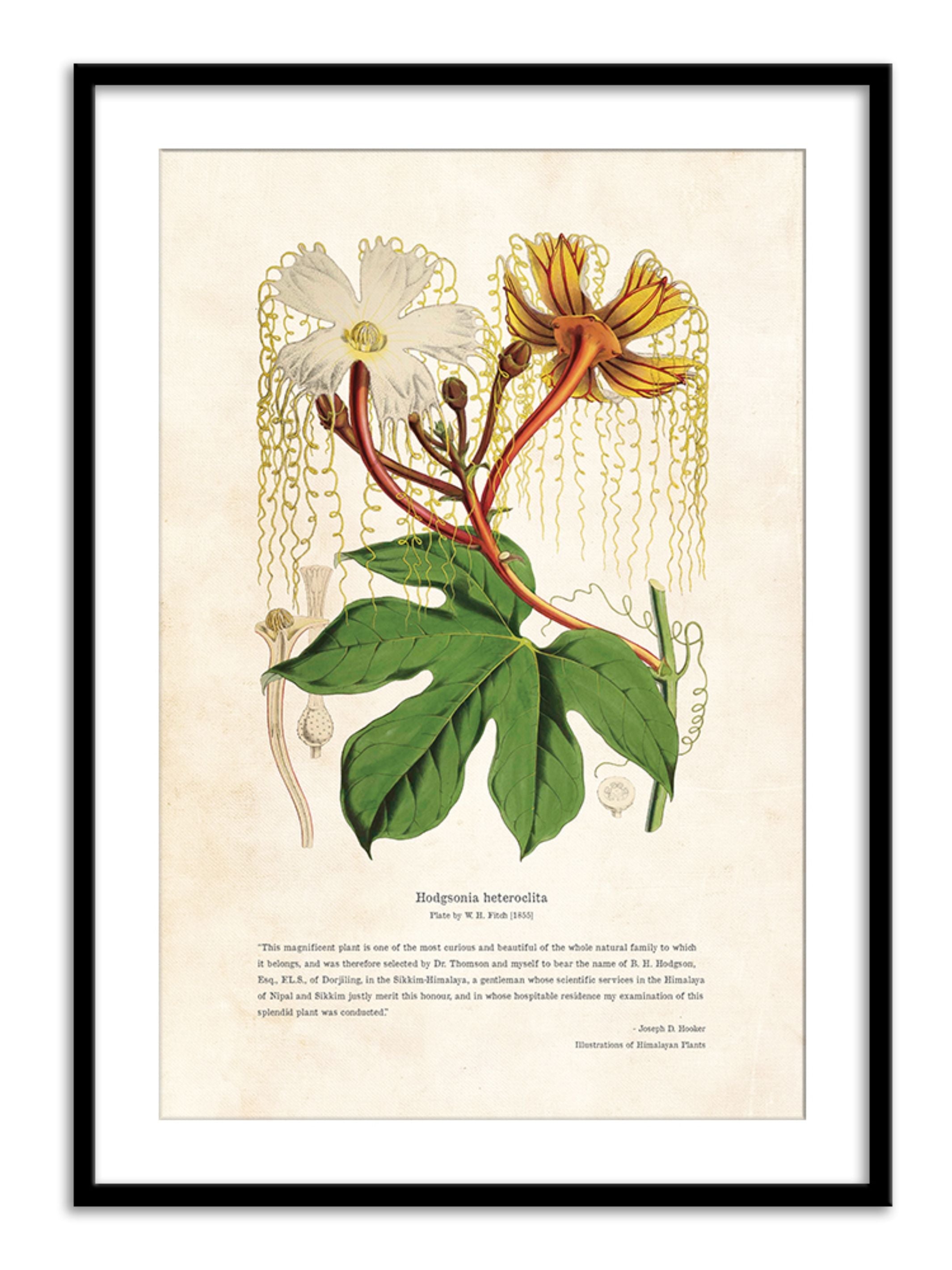 Wall Prints - Himalayan Plants - Hodgsonia heteroclita