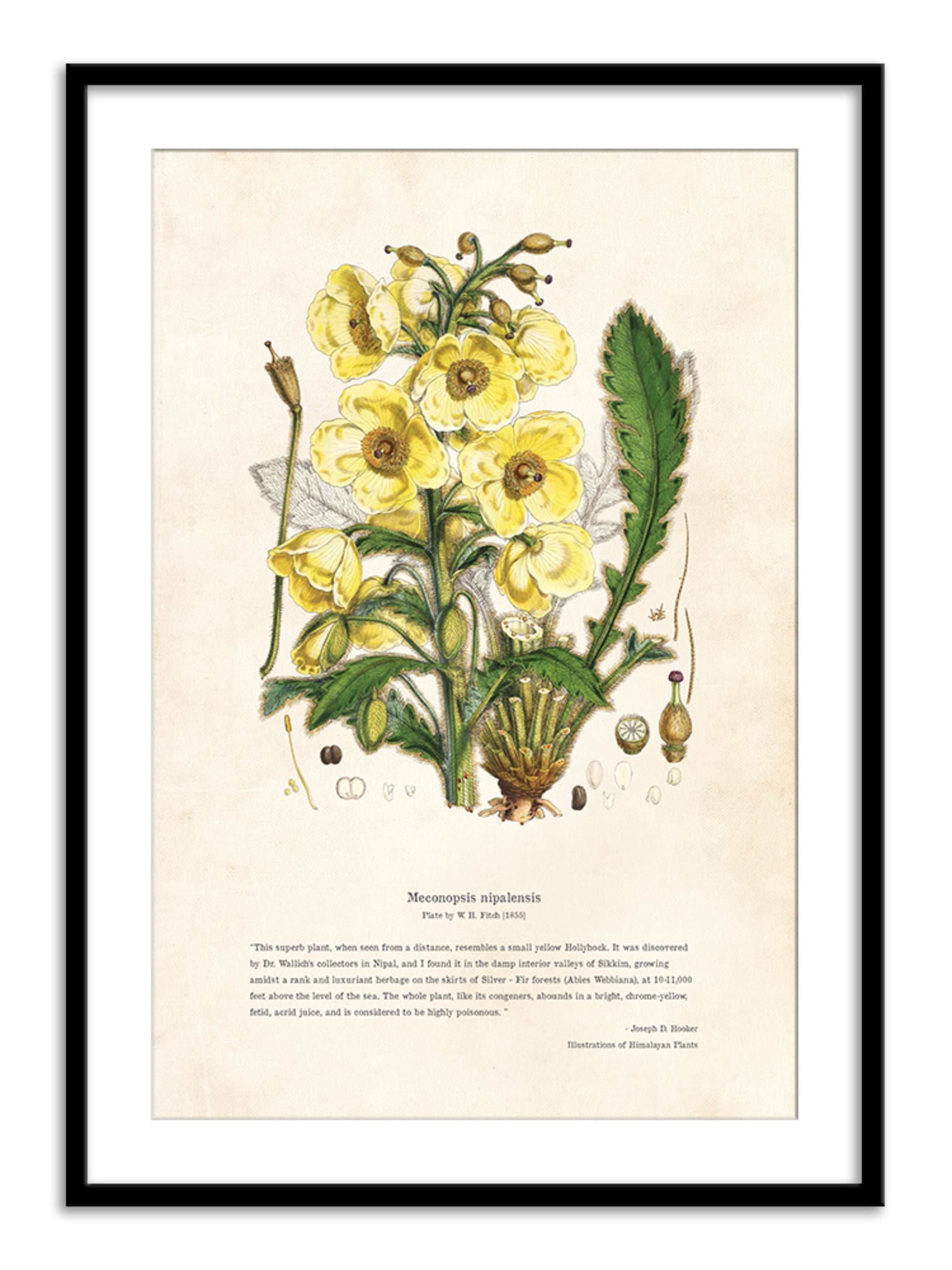 Wall Prints - Himalayan Plants - Meconopsis nipalensis