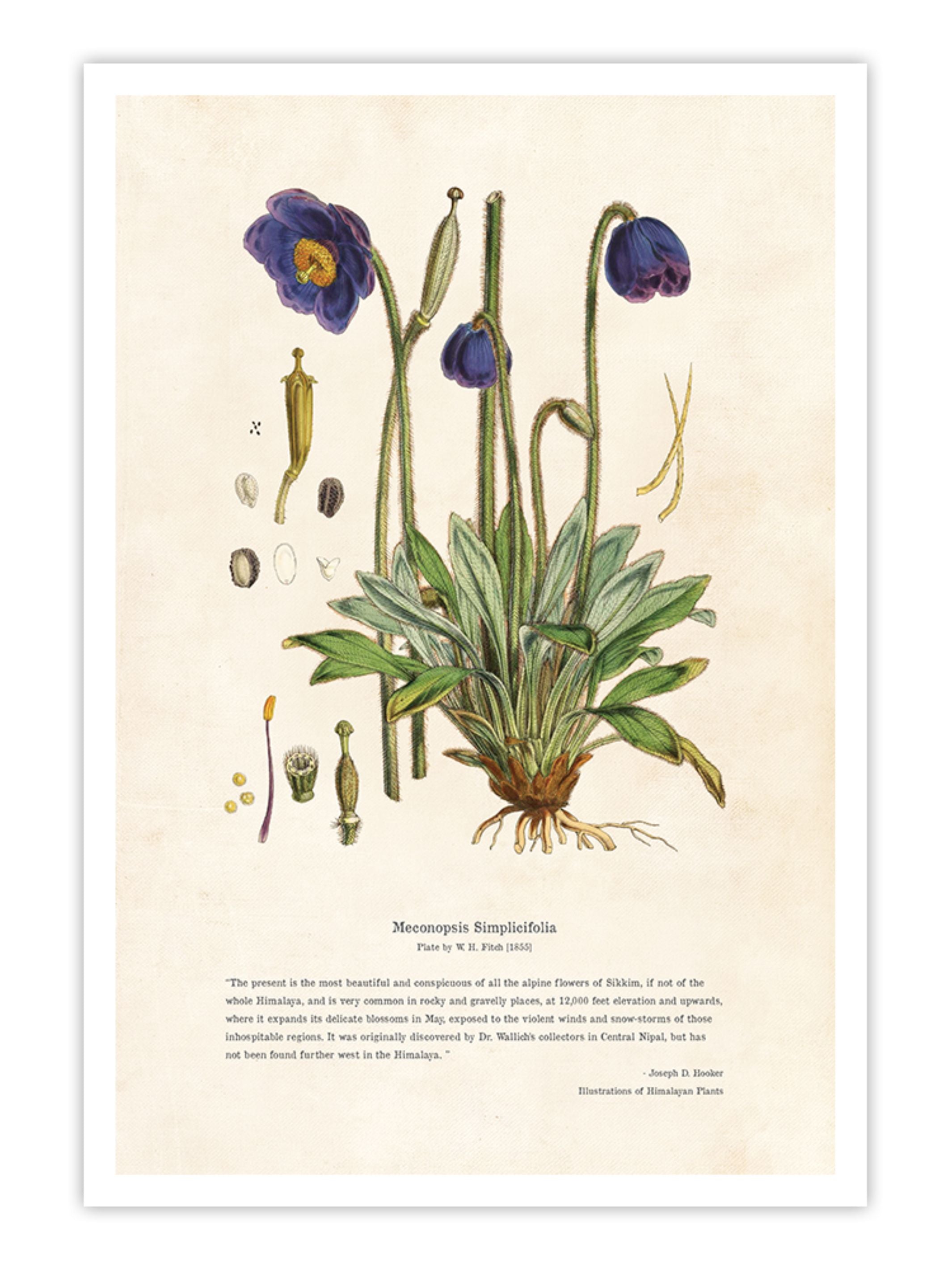 Wall Prints - Himalayan Plants - Meconopsis simplicifolia