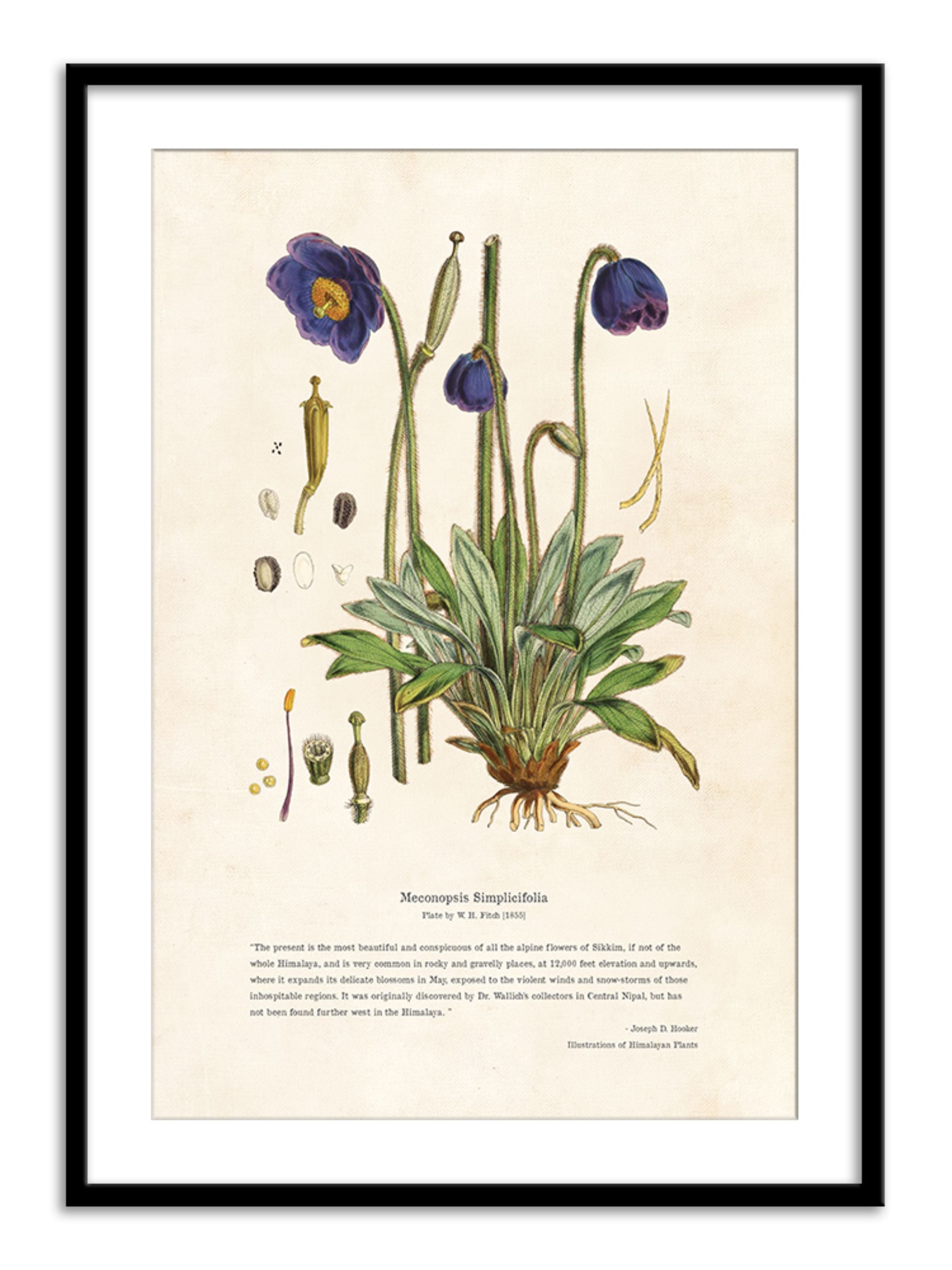 Wall Prints - Himalayan Plants - Meconopsis simplicifolia
