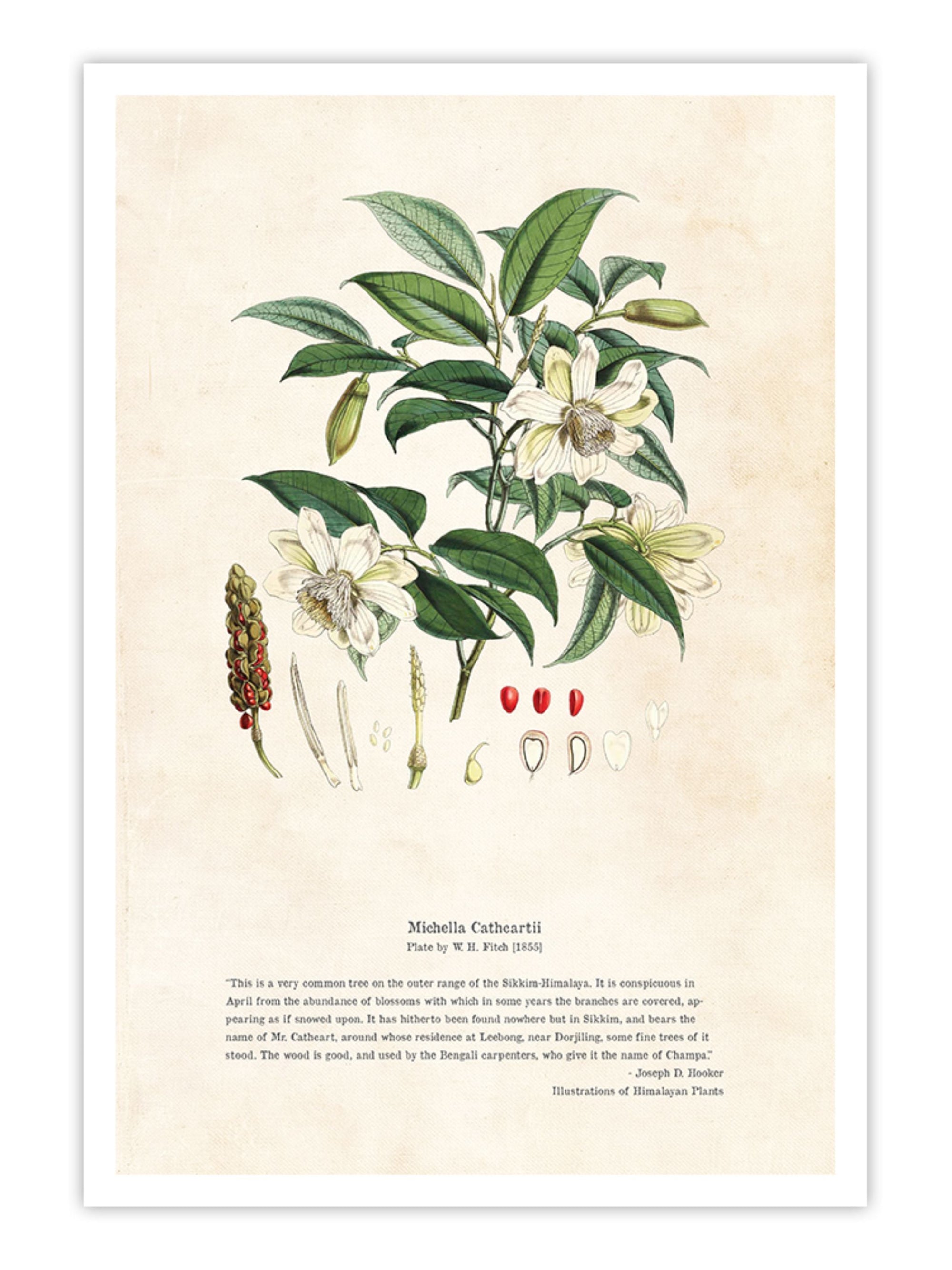 Wall Prints - Himalayan Plants - Michella cathcPrintsii