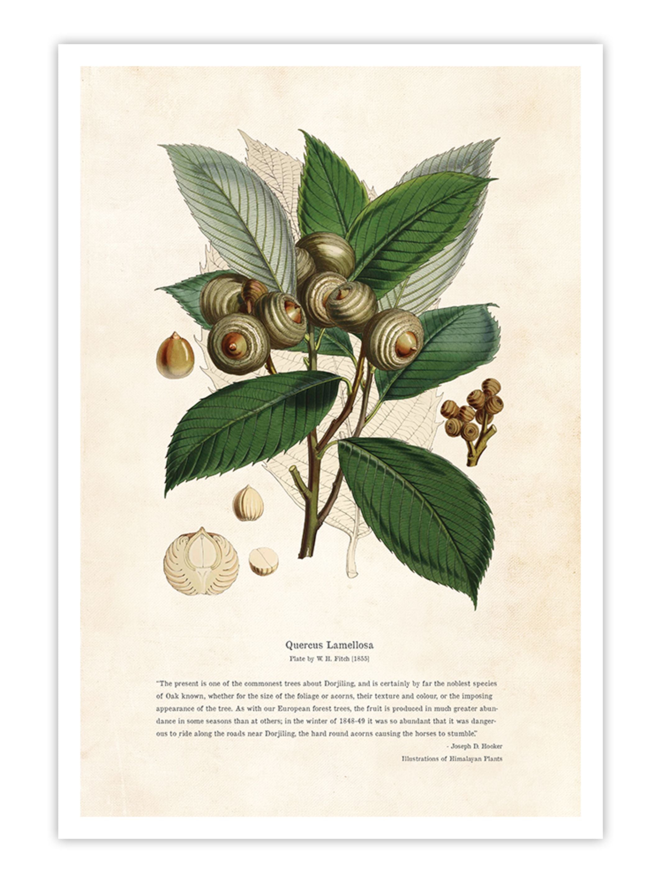 Wall Prints - Himalayan Plants - Quercus lamellosa