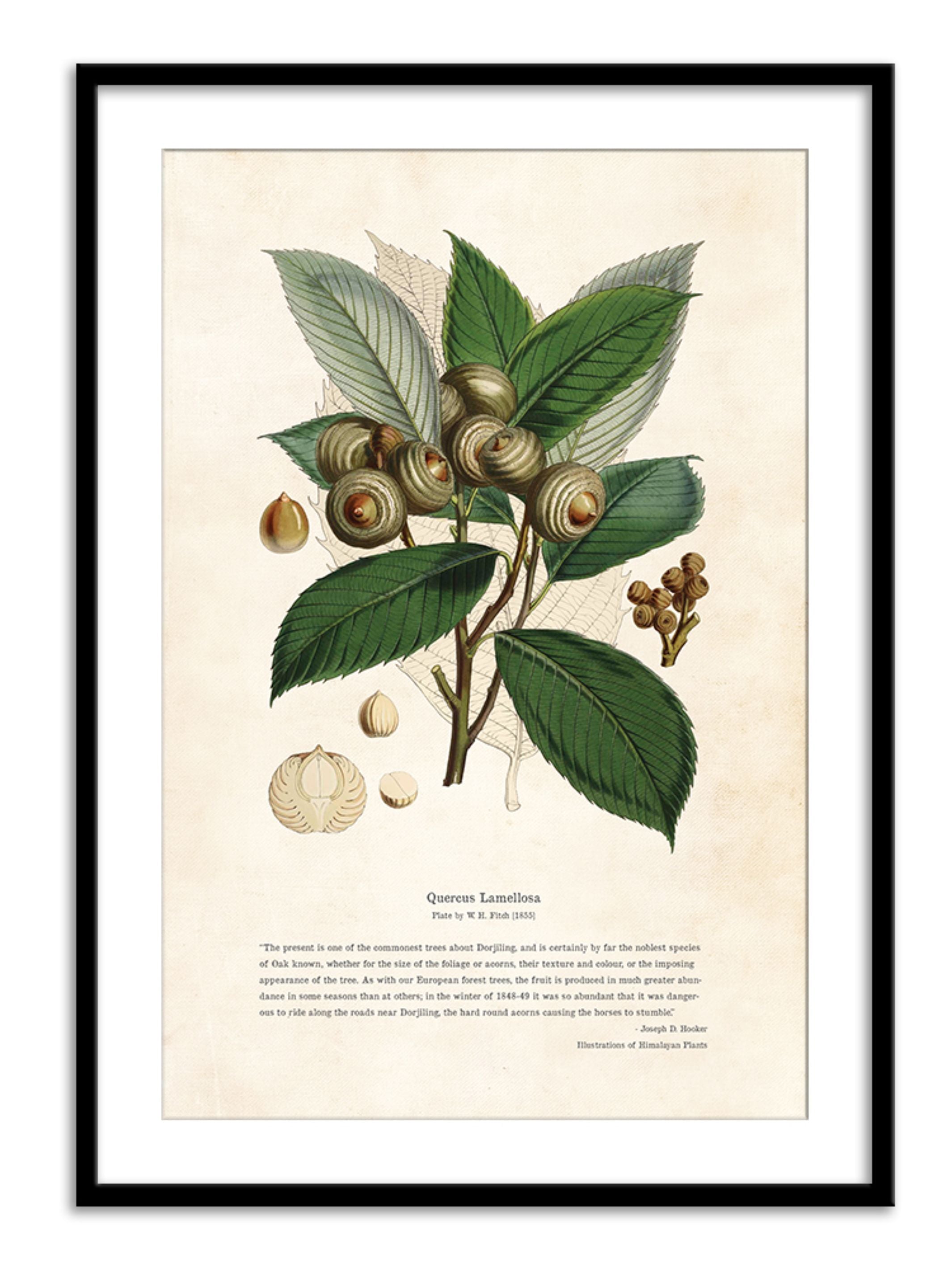 Wall Prints - Himalayan Plants - Quercus lamellosa