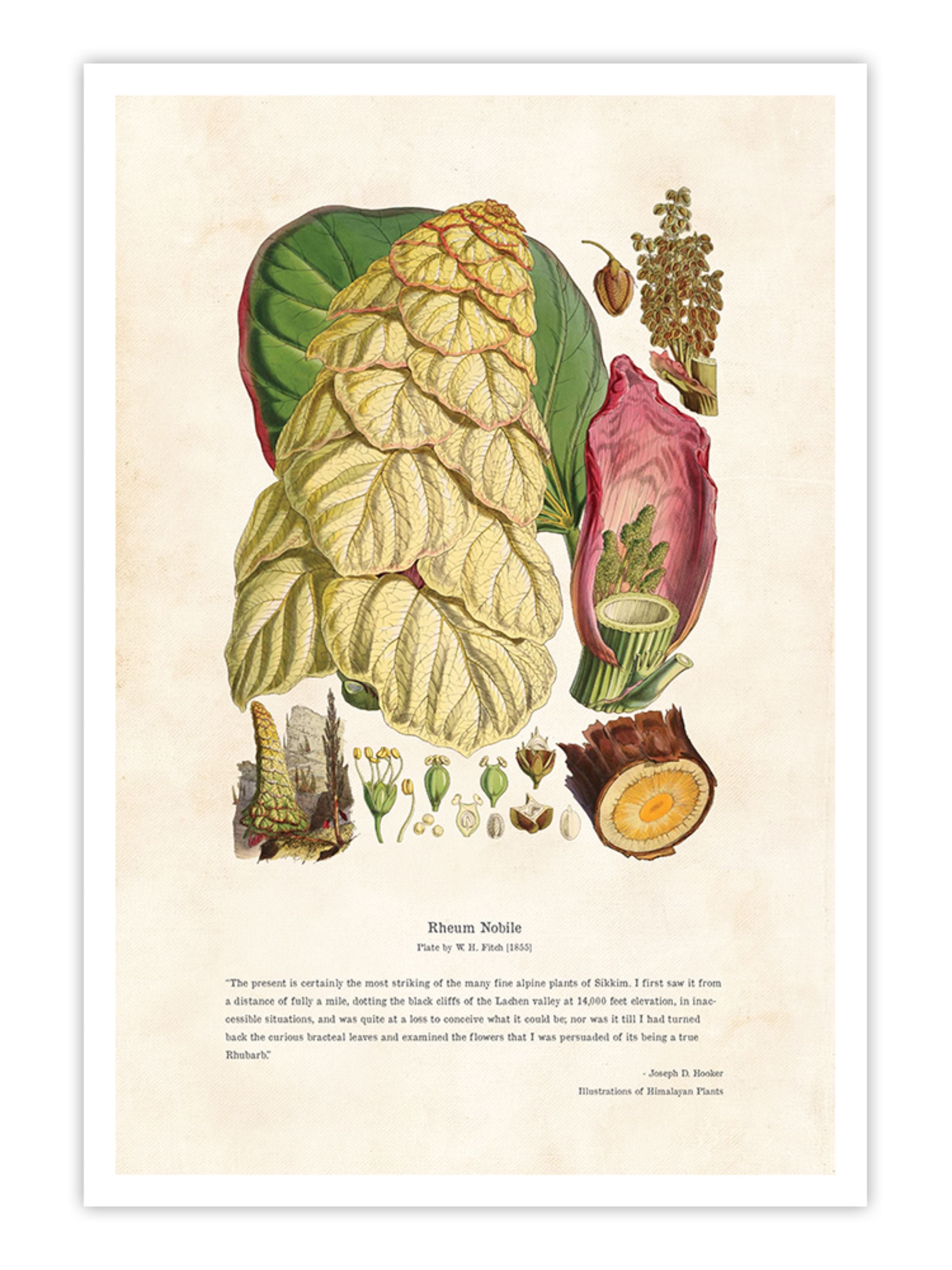 Wall Prints - Himalayan Plants - Rheum nobile