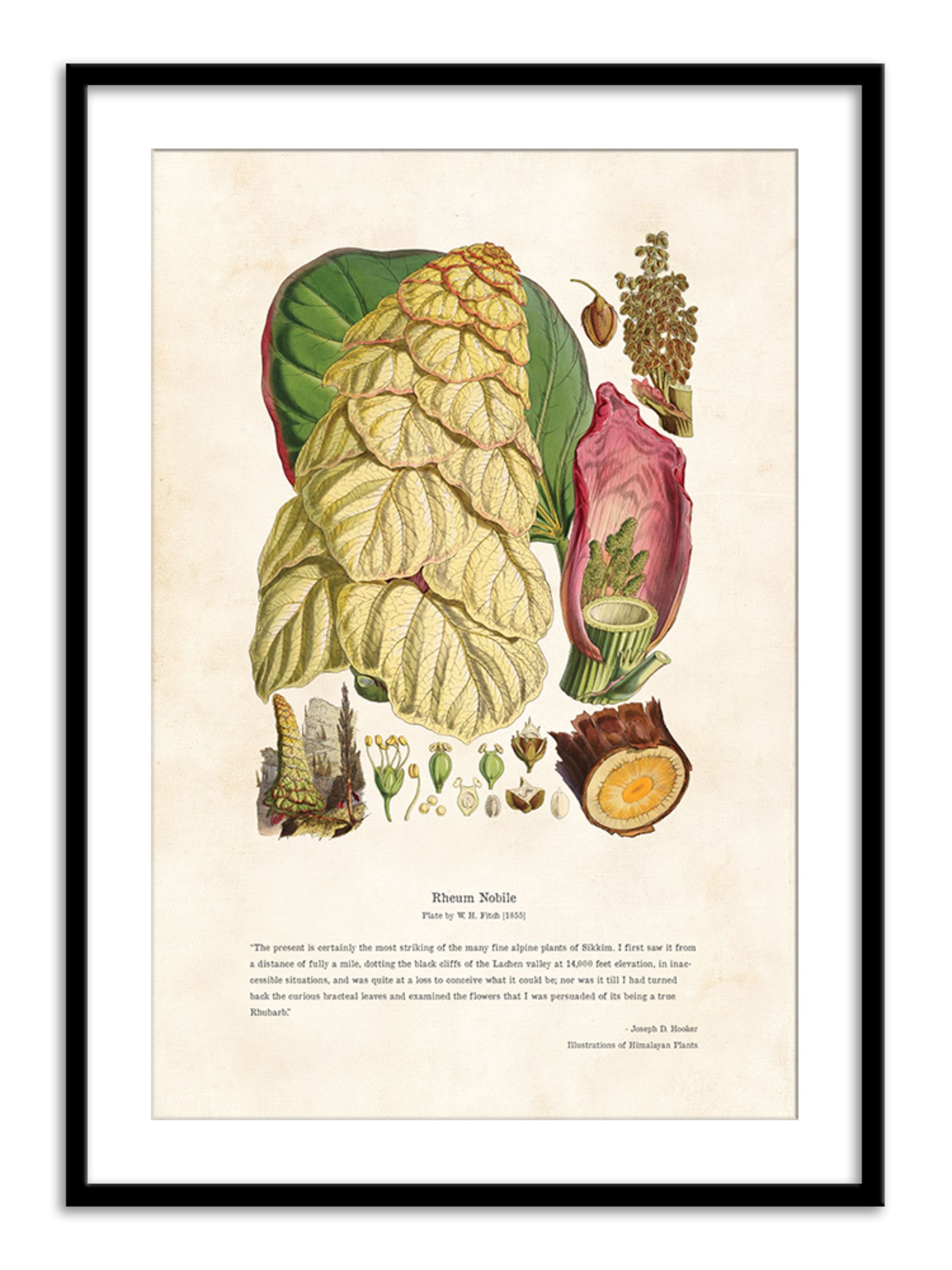 Wall Prints - Himalayan Plants - Rheum nobile