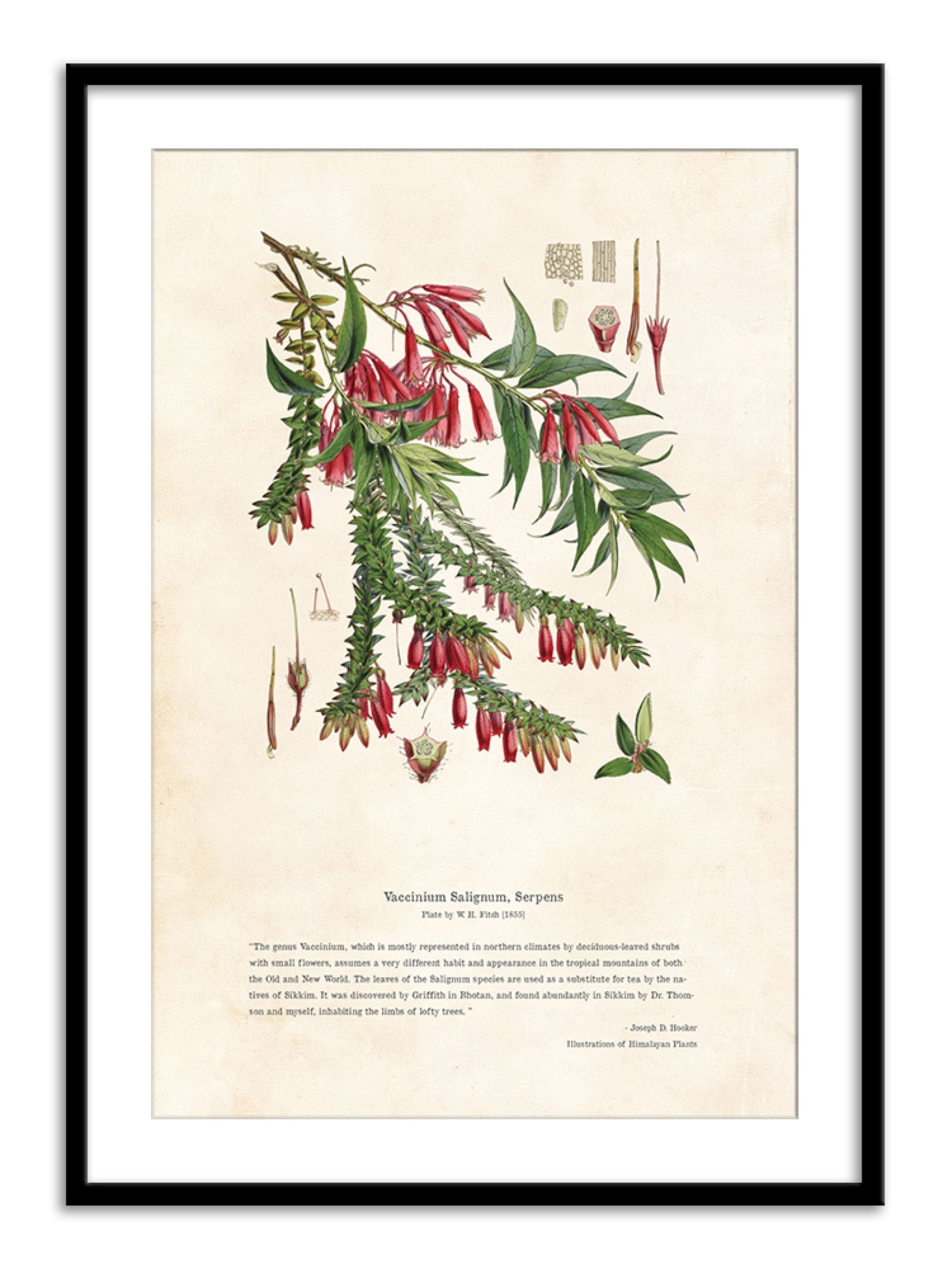 Wall Prints - Himalayan Plants - Vaccinium salignum_ Serpens