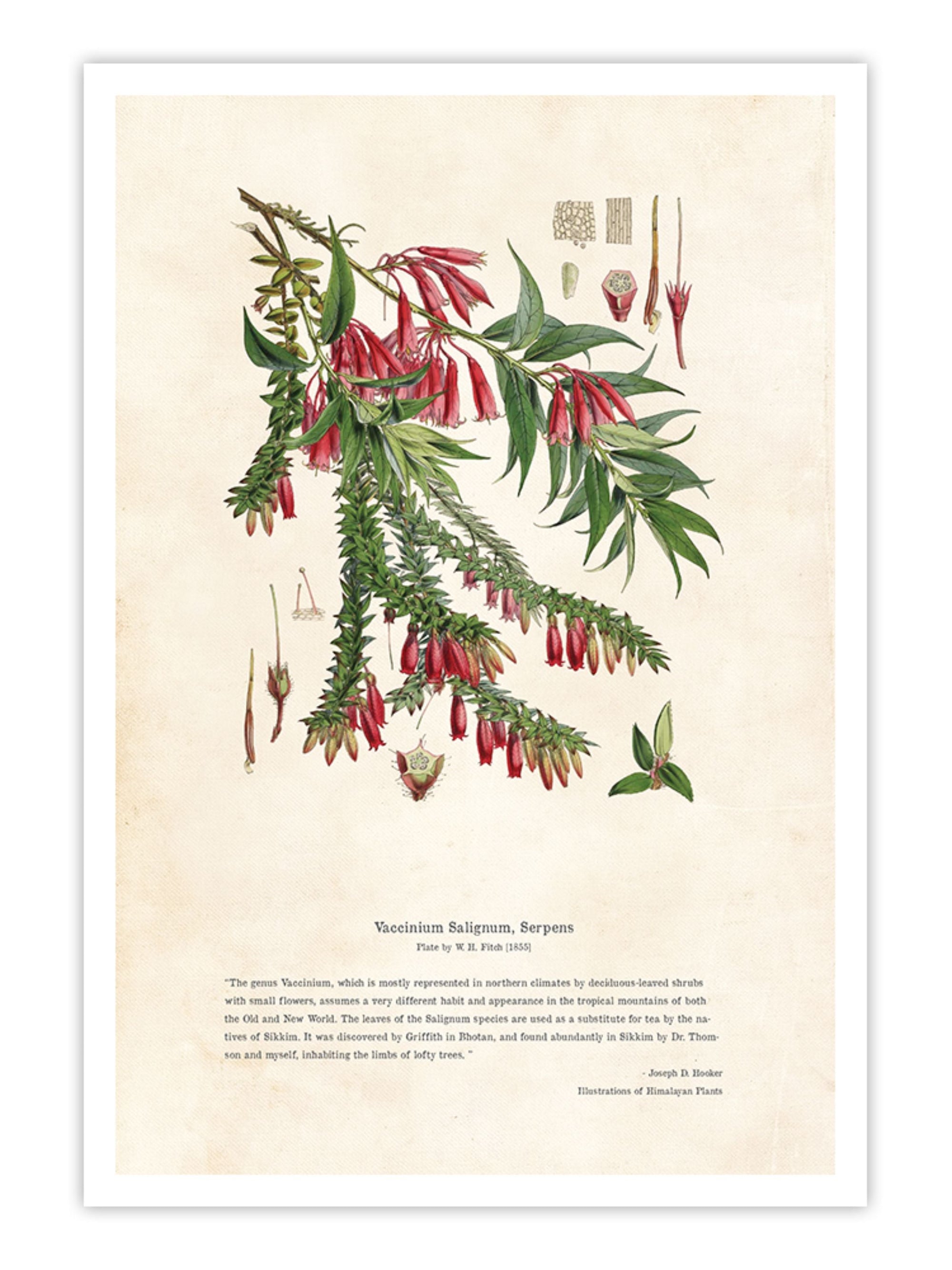 Wall Prints - Himalayan Plants - Vaccinium salignum_ Serpens