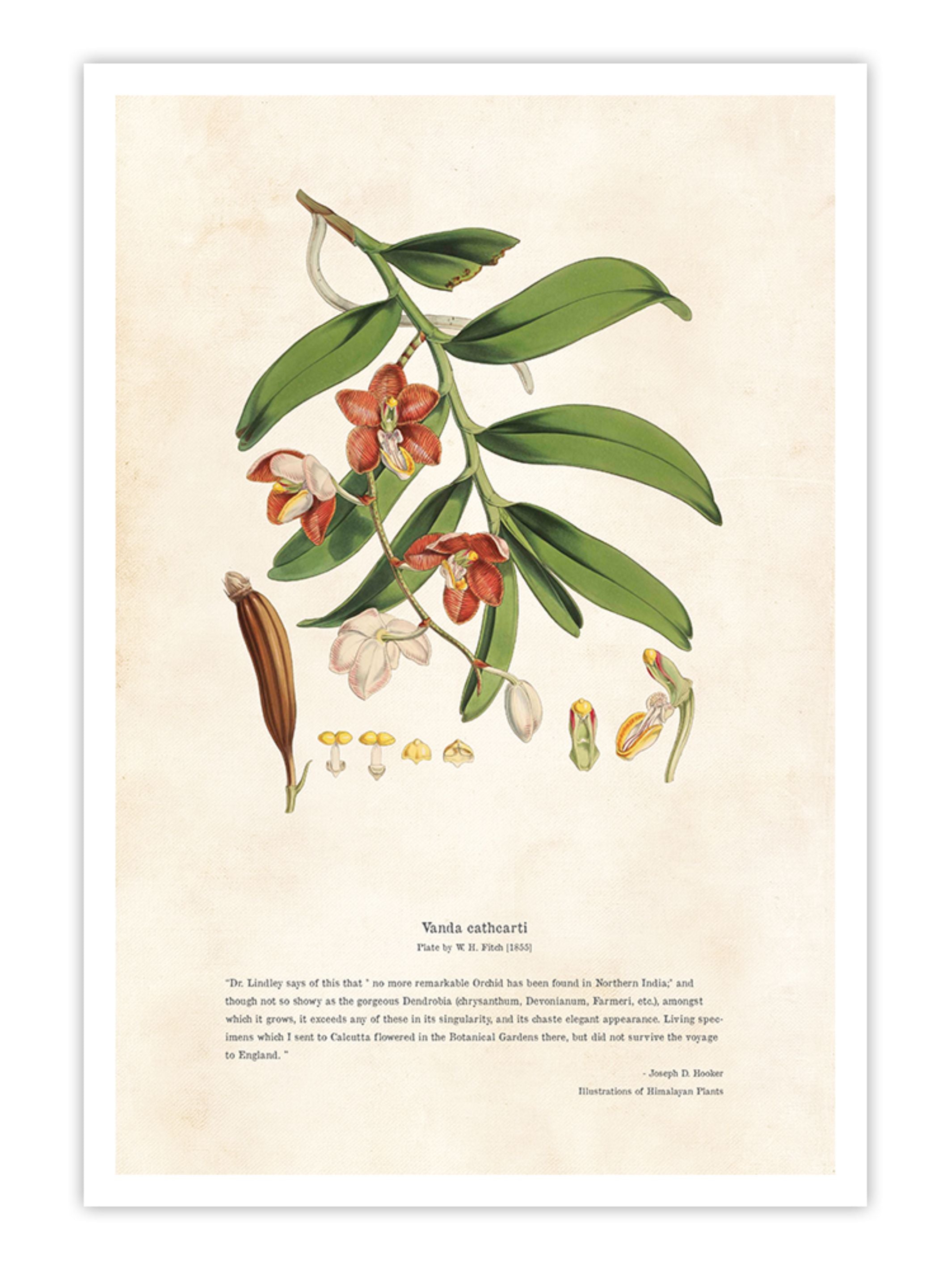 Wall Prints - Himalayan Plants - Vanda cathcPrintsi