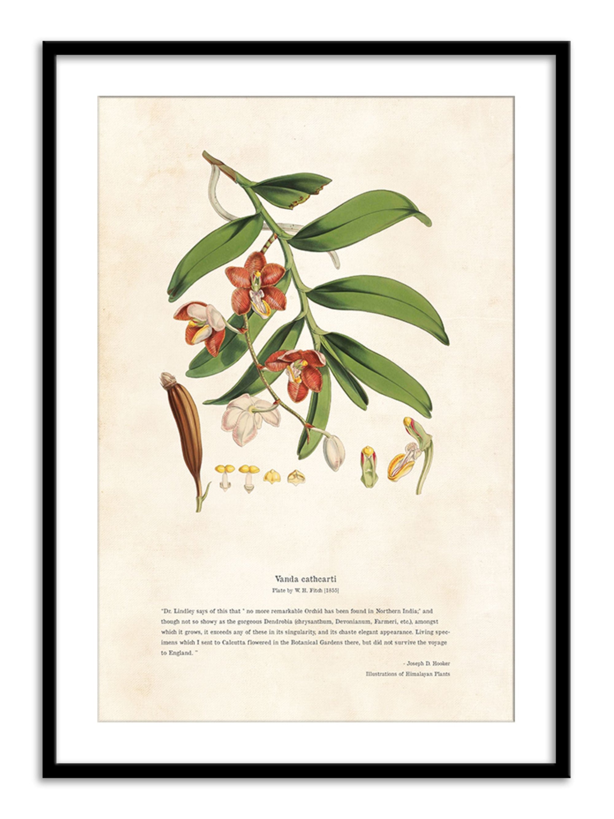 Wall Prints - Himalayan Plants - Vanda cathcPrintsi