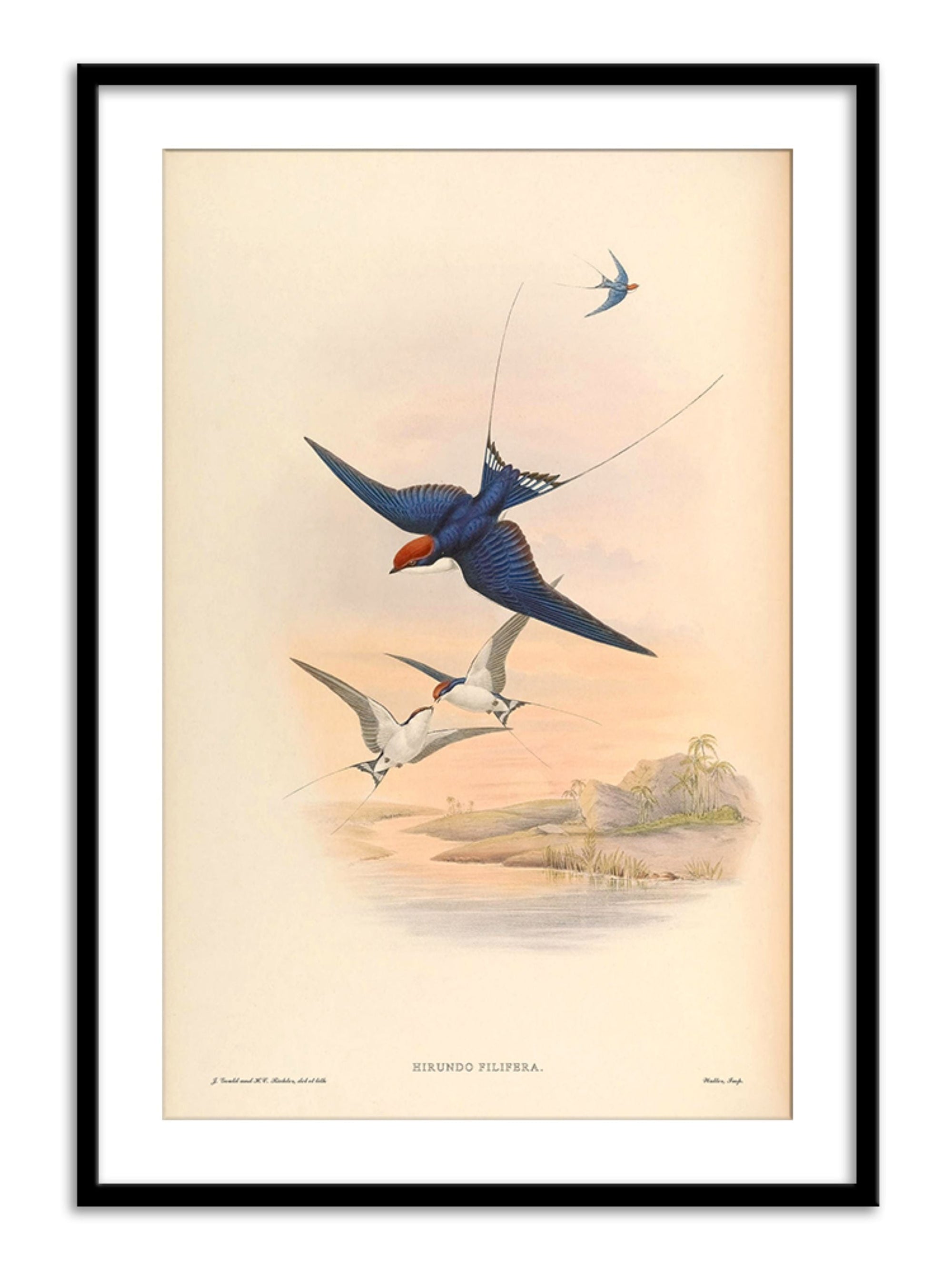 Wall Prints - Hirundo Filifera