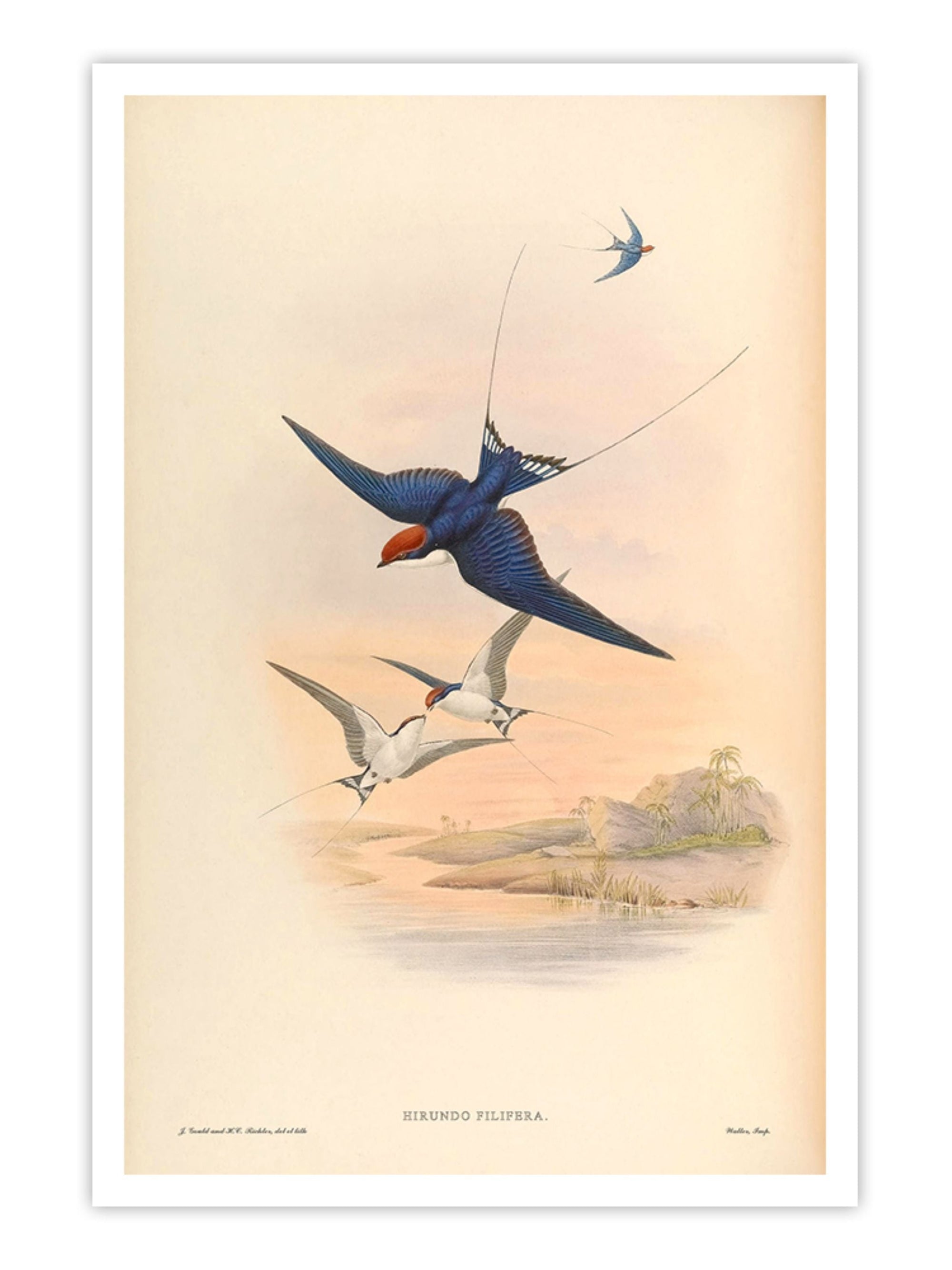 Wall Prints - Hirundo Filifera