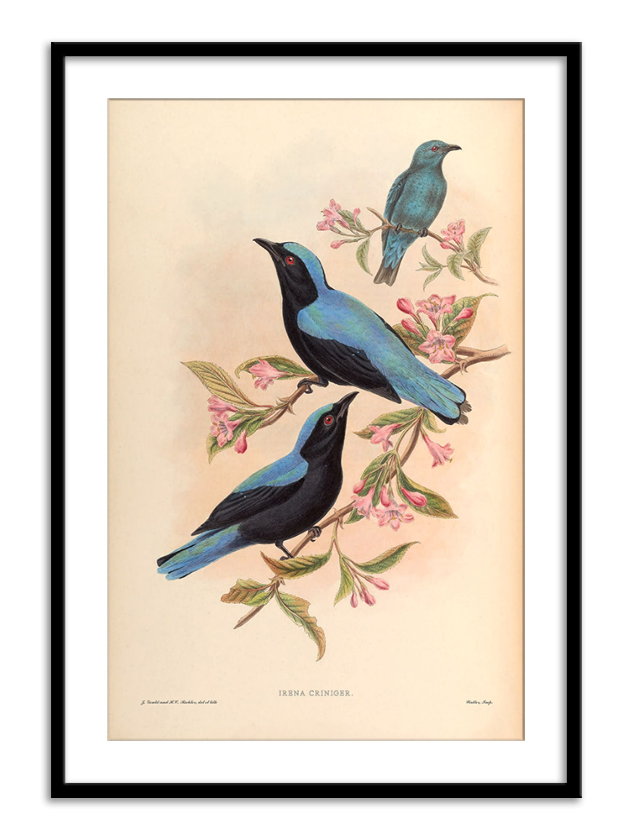 Wall Prints - Irena Criniger