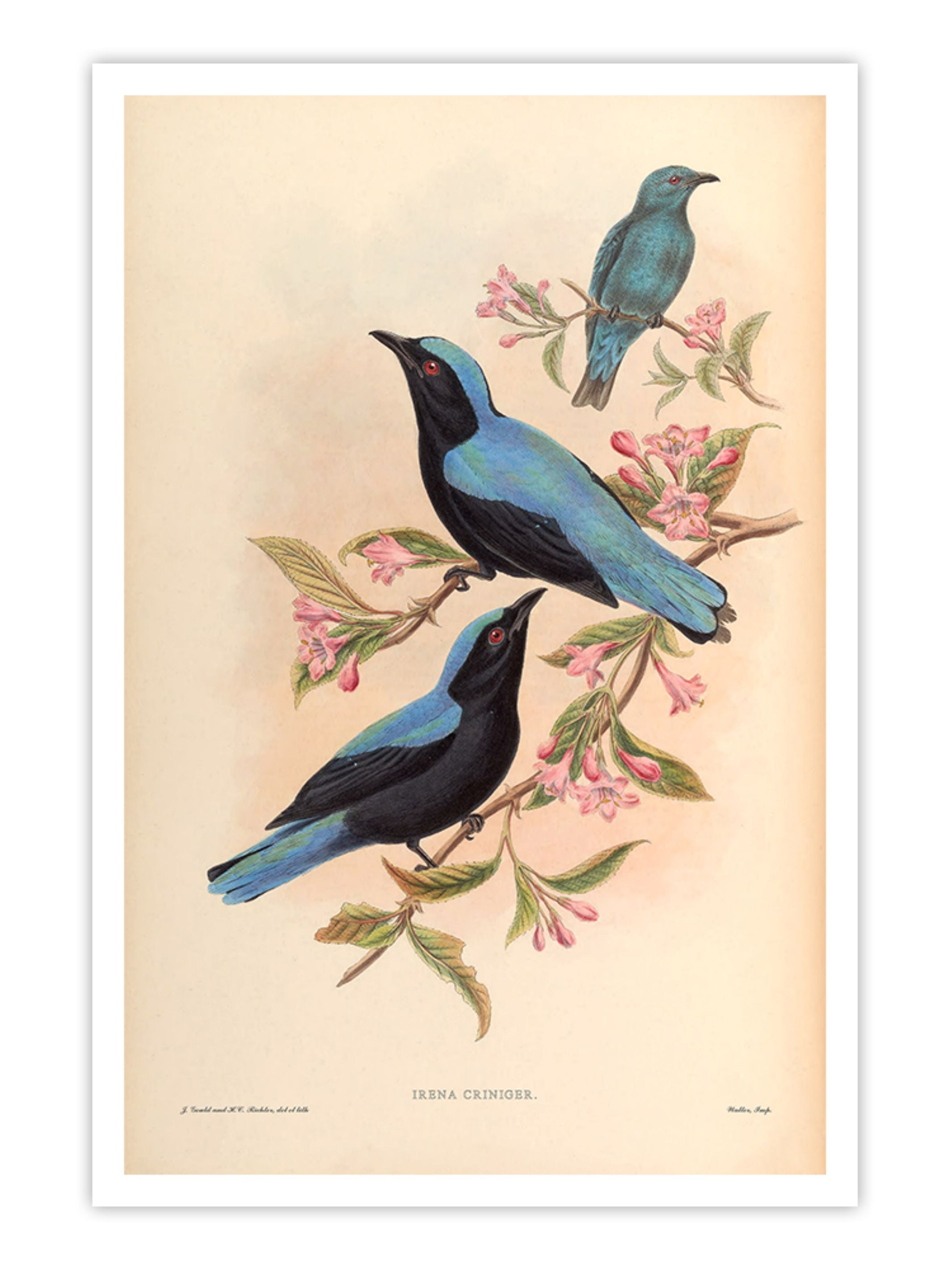 Wall Prints - Irena Criniger