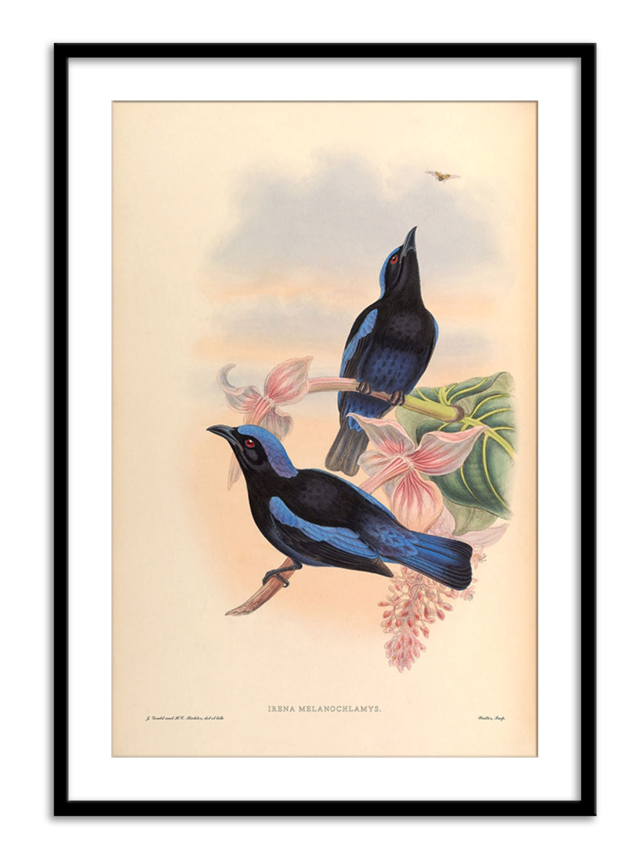 Wall Prints - Irena Melanochlamys