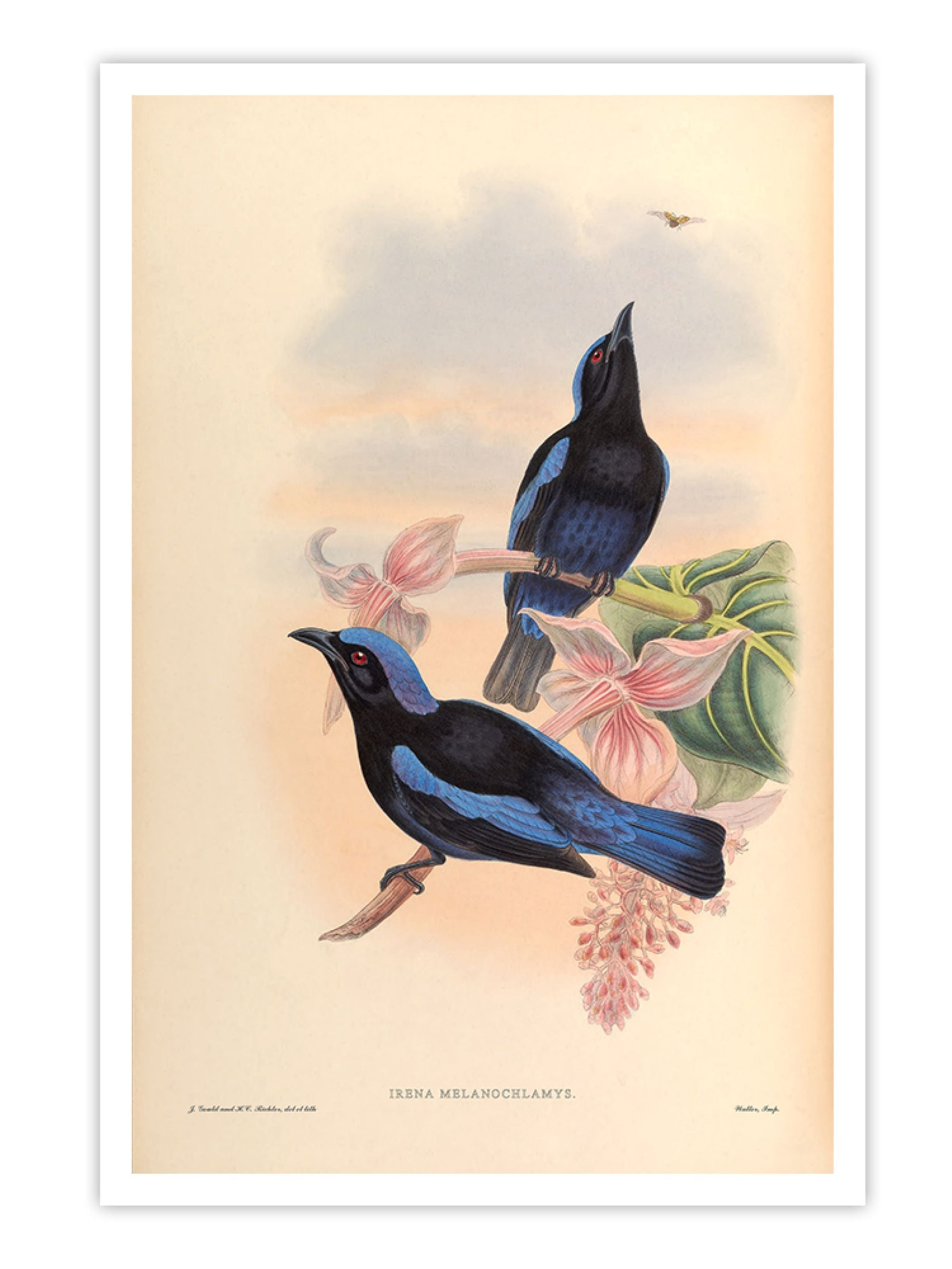 Wall Prints - Irena Melanochlamys