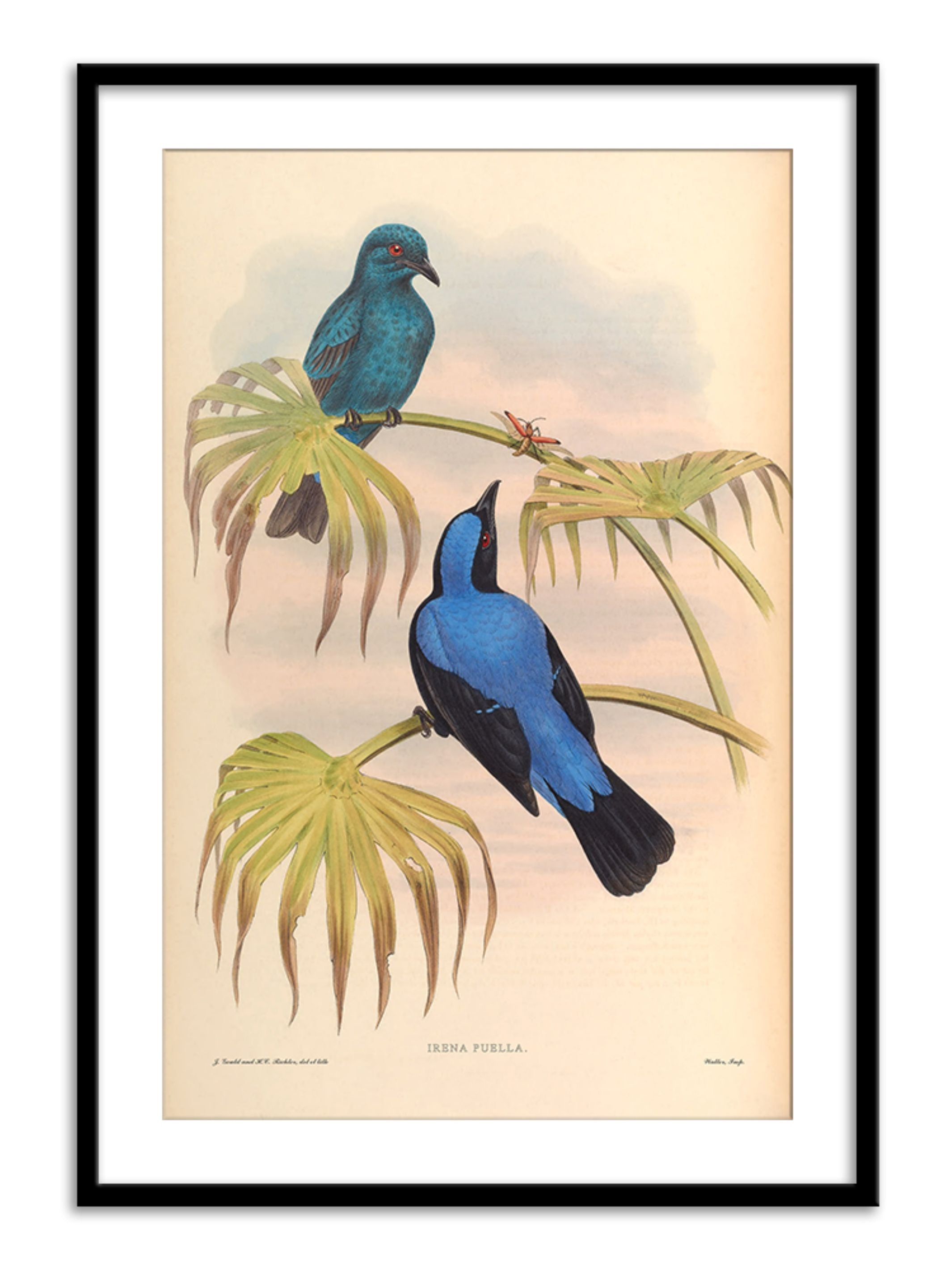 Wall Prints - Irena Puella