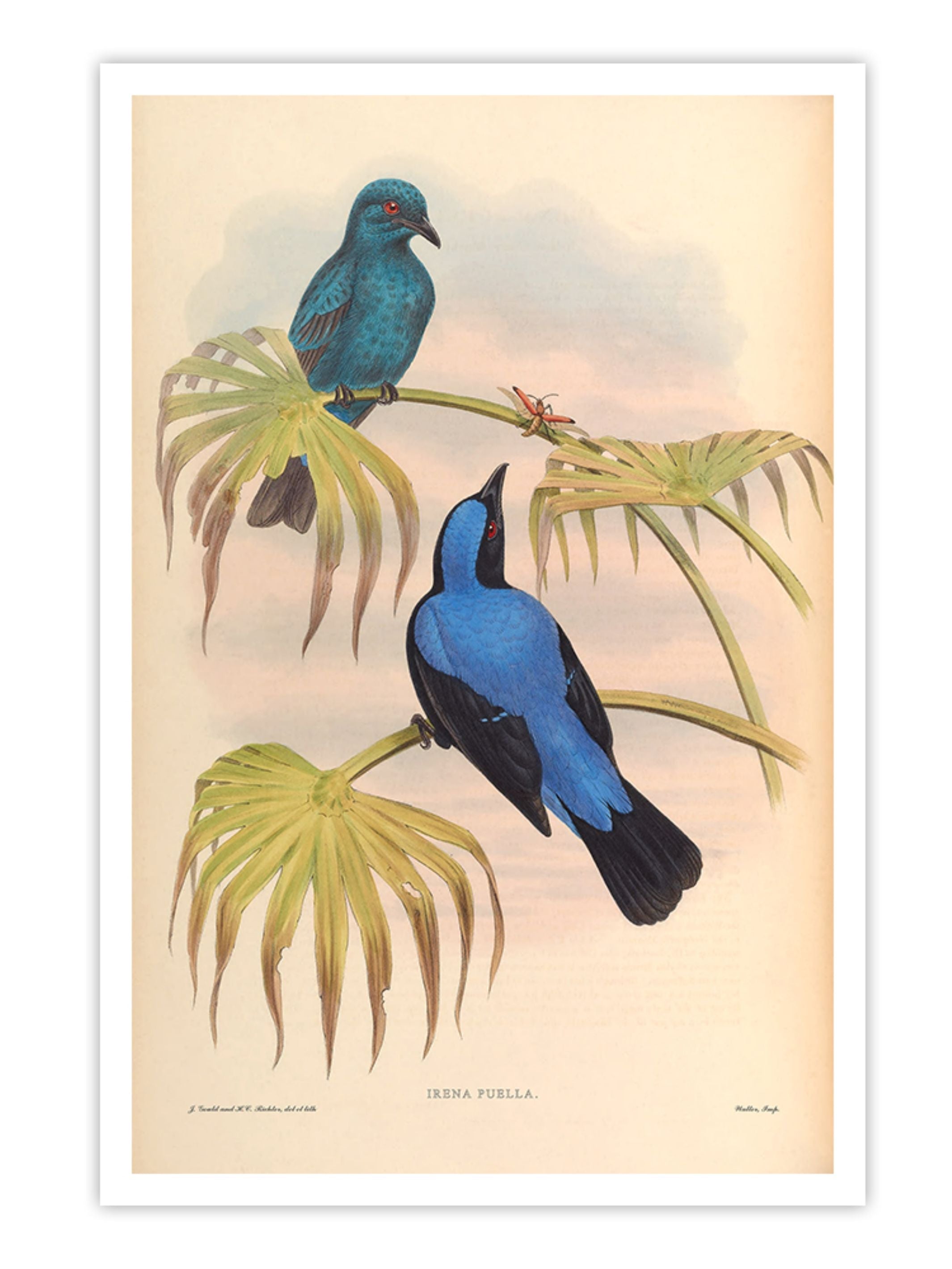 Wall Prints - Irena Puella