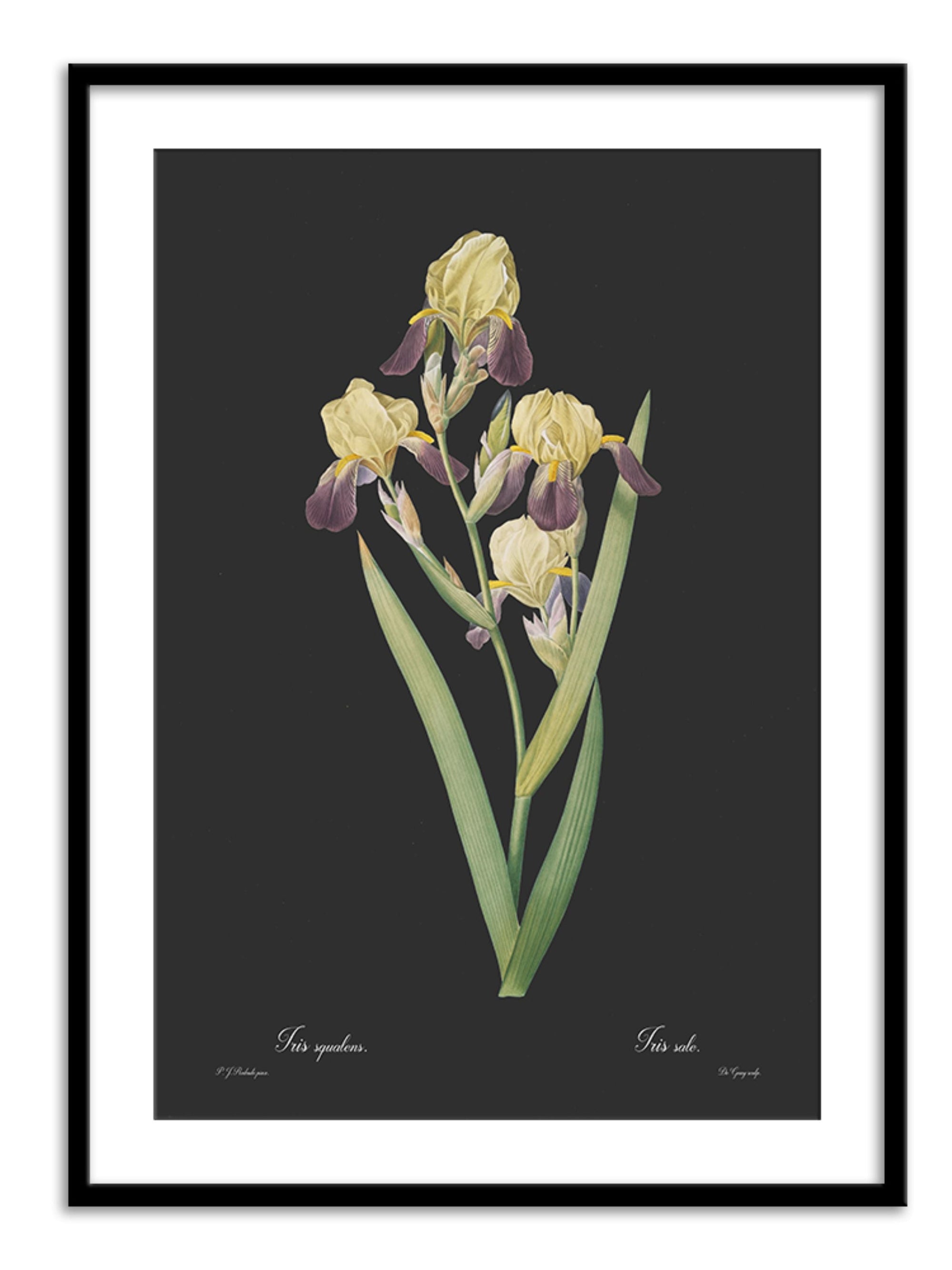 Wall Prints - Iris squalens - Dark