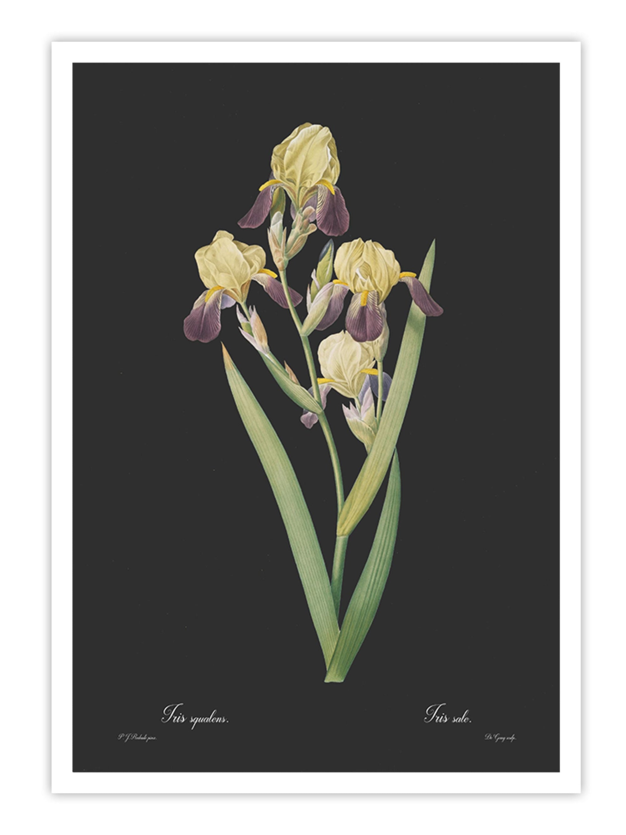 Wall Prints - Iris squalens - Dark