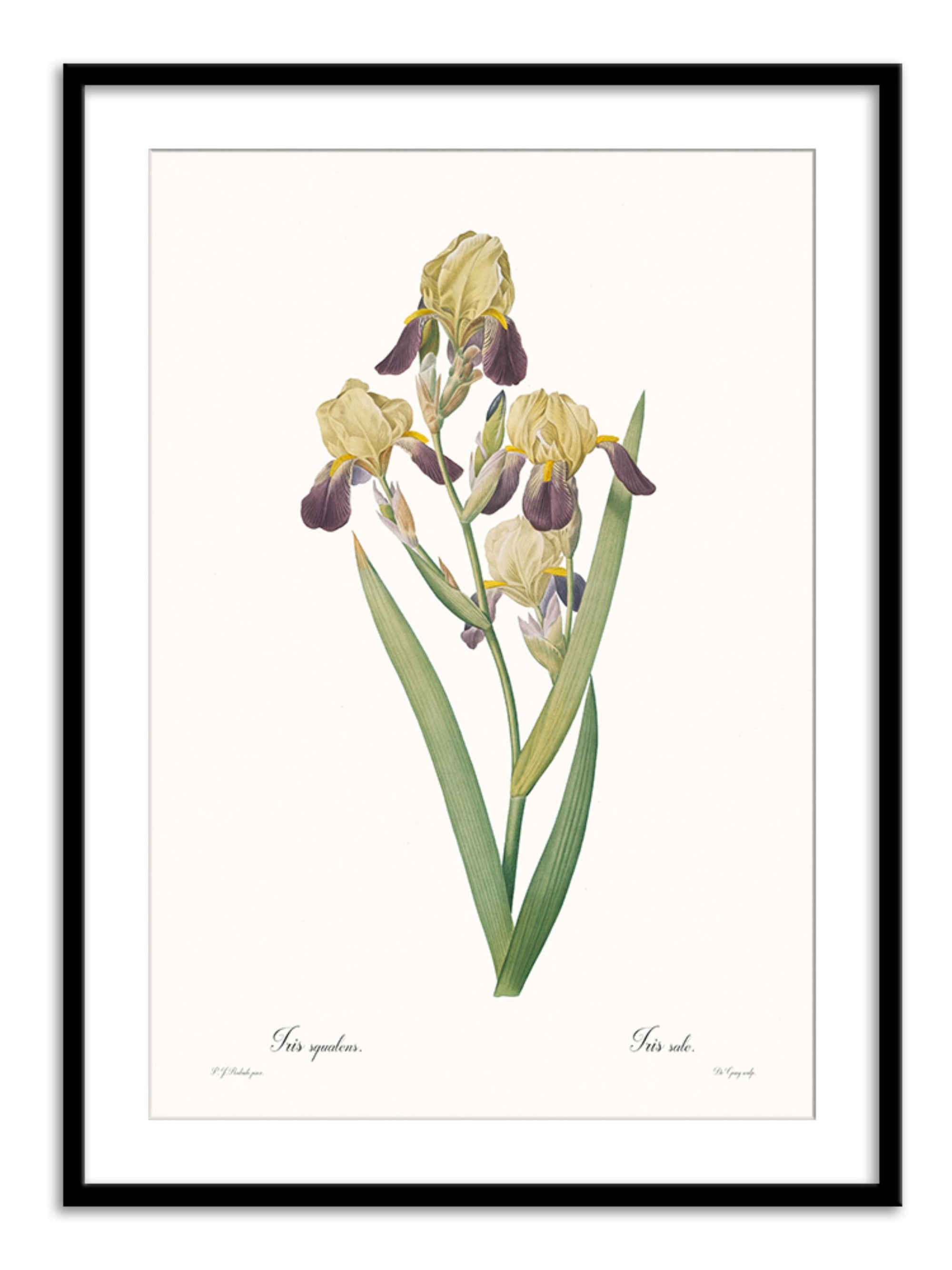 Wall Prints - Iris squalens