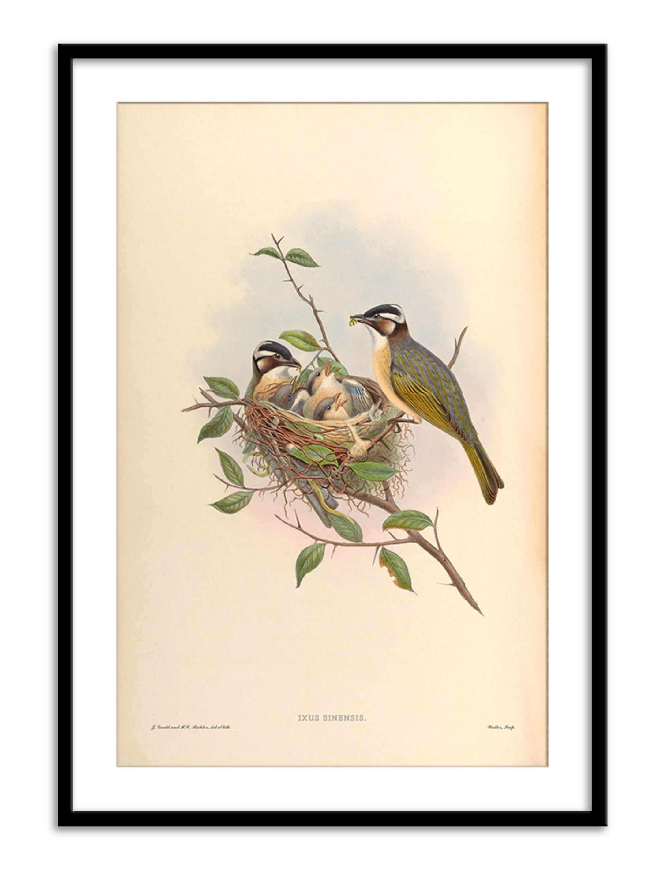 Wall Prints - Ixus Sinensis