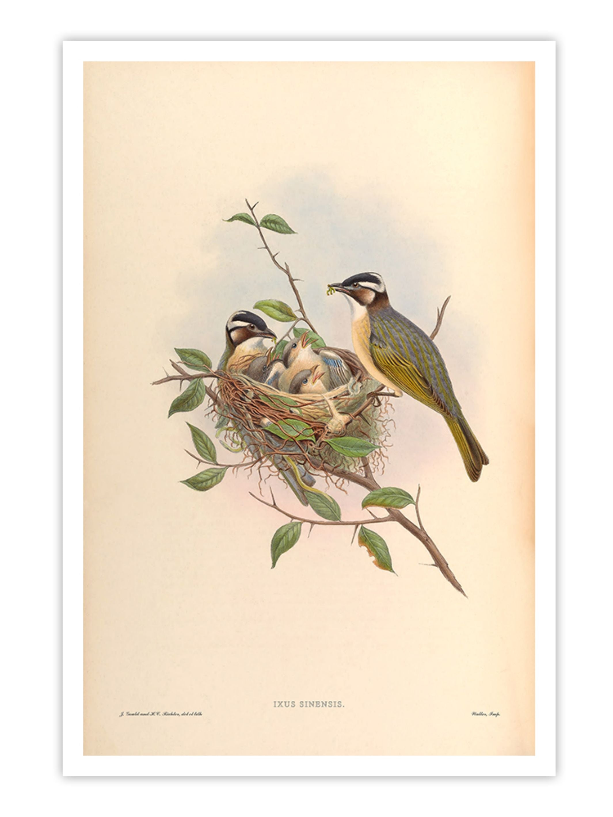 Wall Prints - Ixus Sinensis