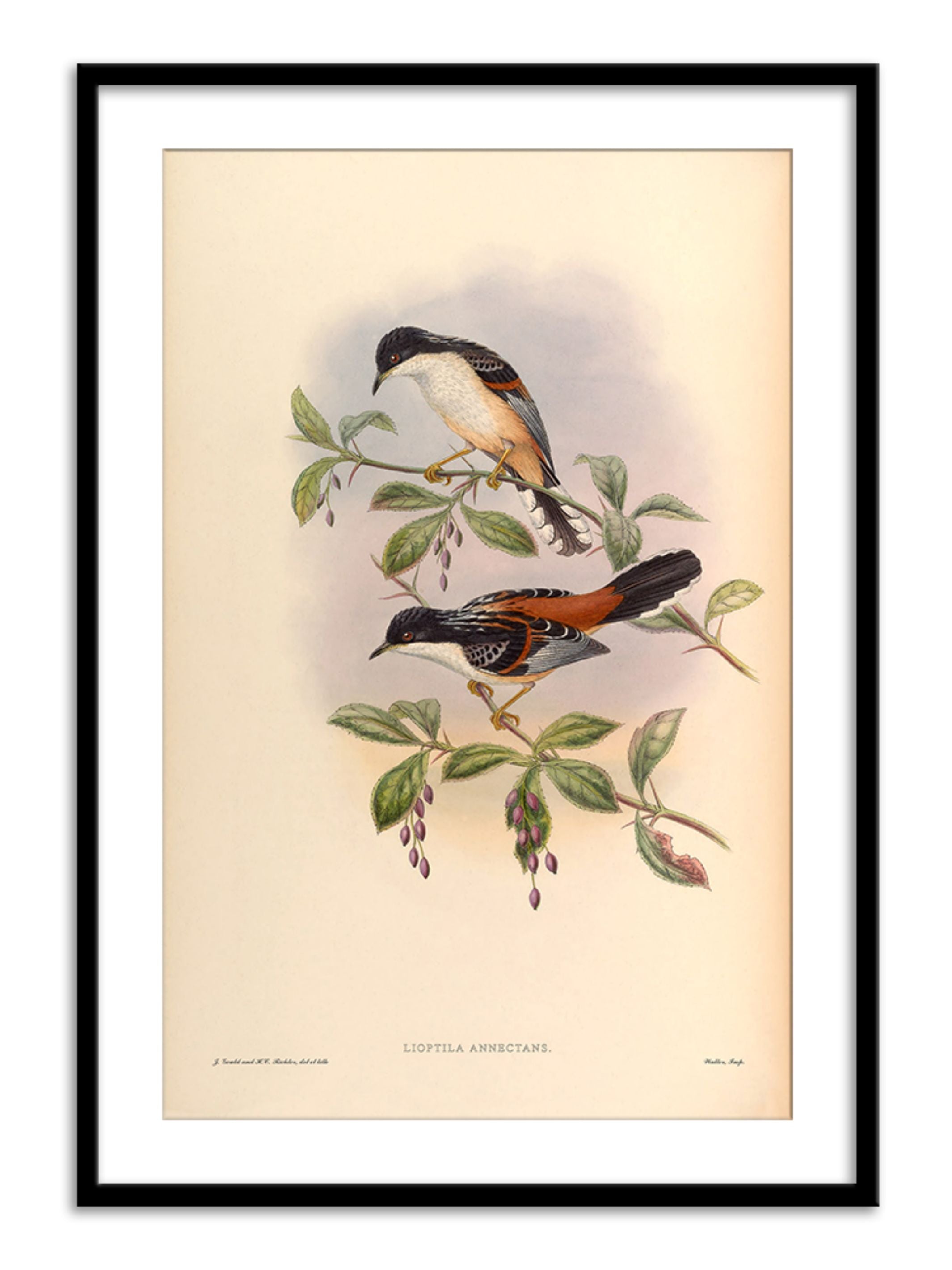 Wall Prints - Lioptila Annectans