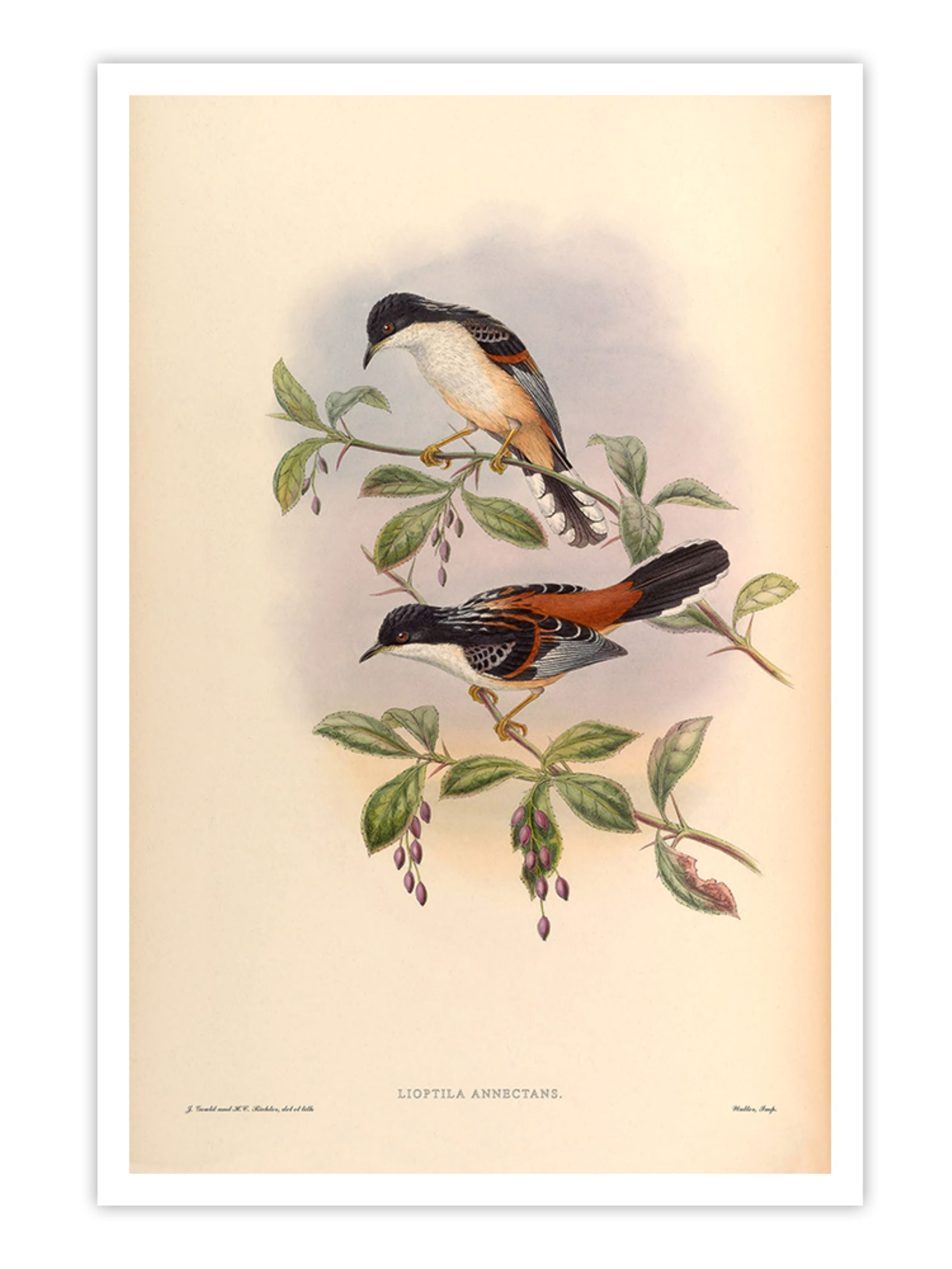 Wall Prints - Lioptila Annectans