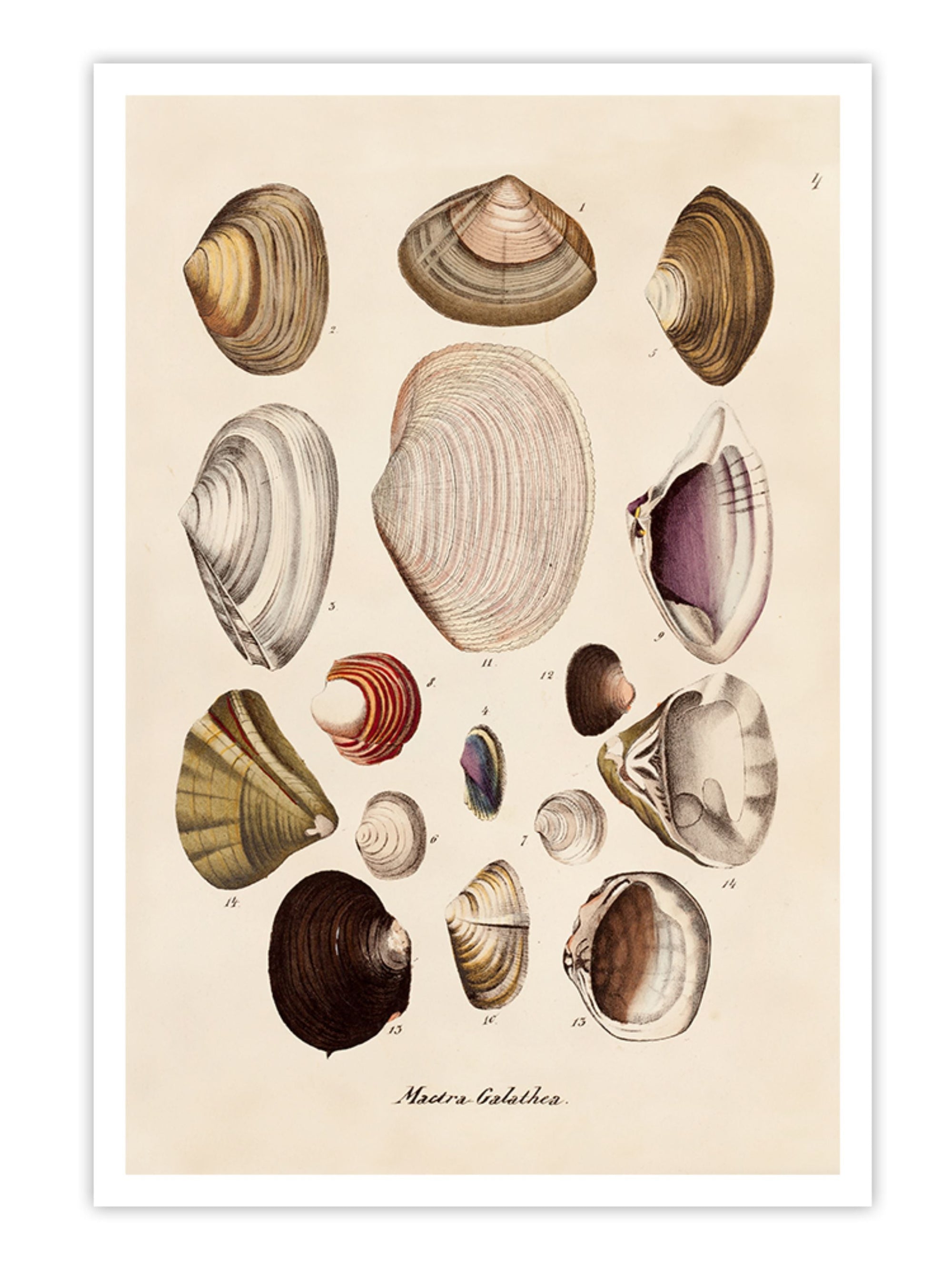 Wall Prints - Mactra - Galathea