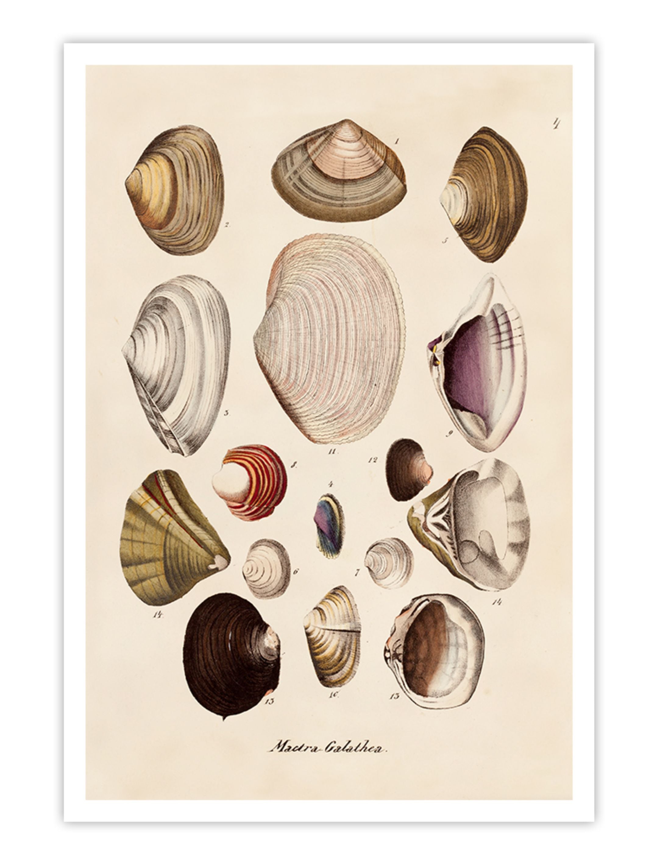 Wall Prints - Mactra - Galathea
