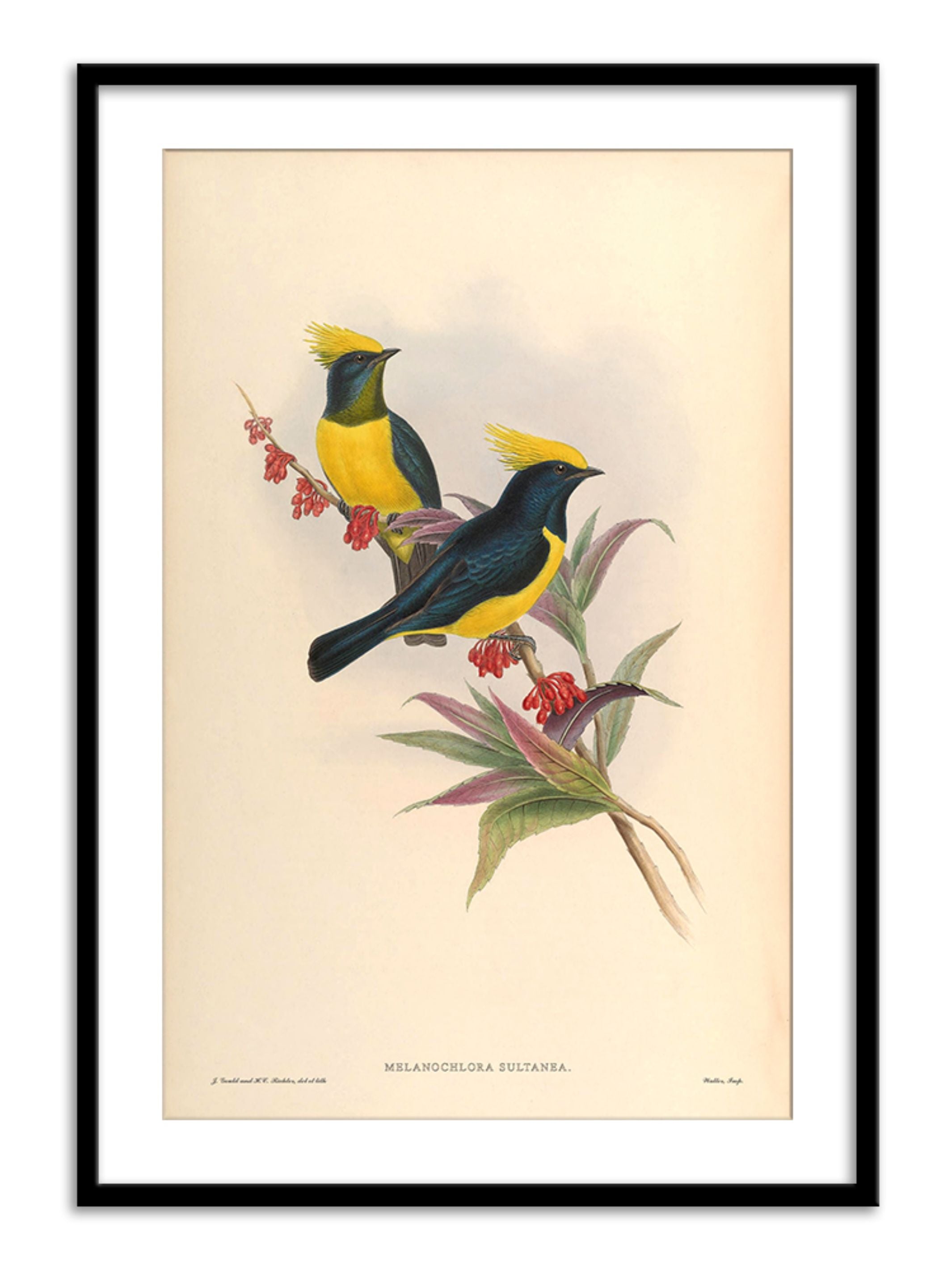 Wall Prints - Melanochlora Sultanea