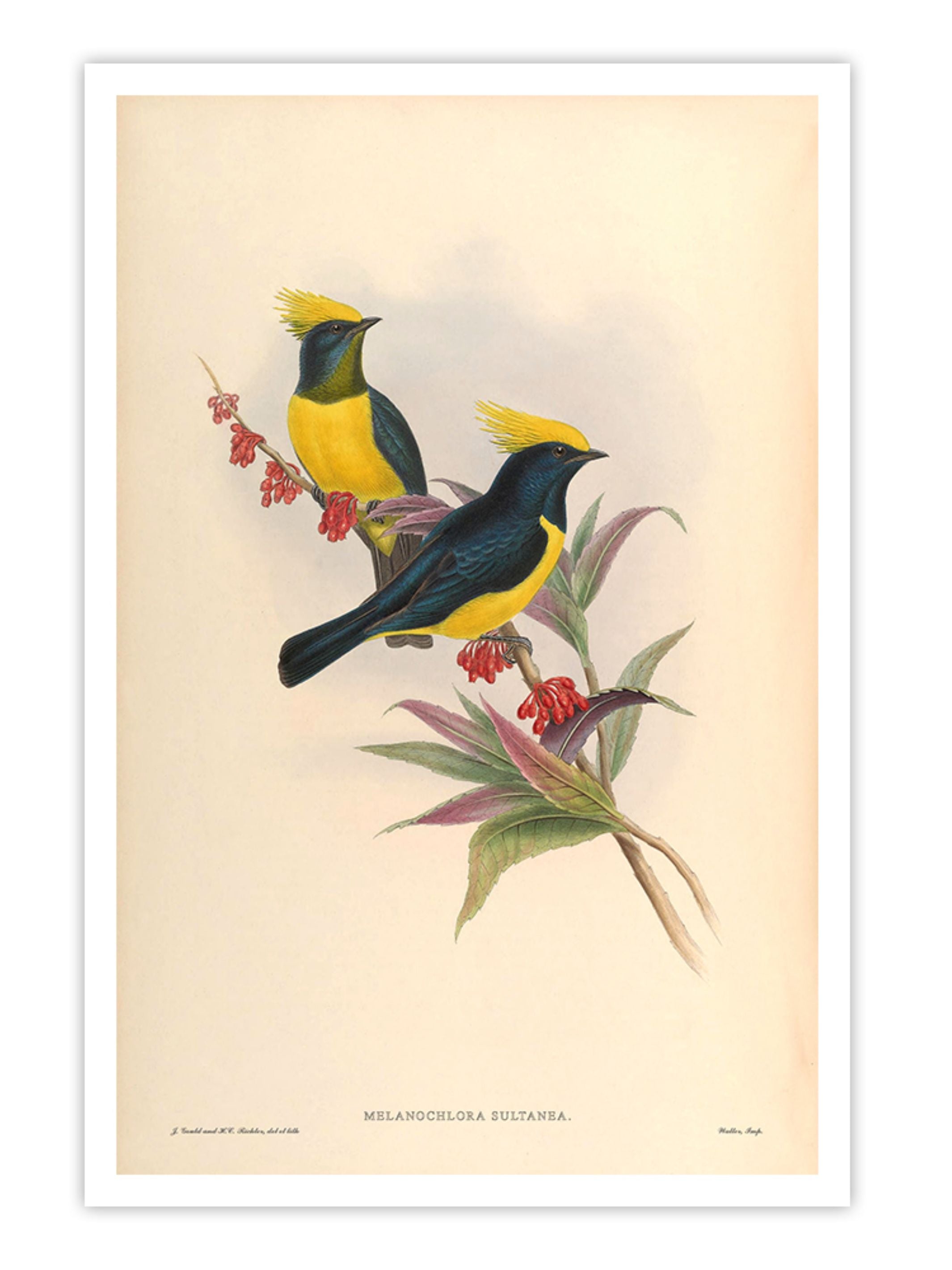 Wall Prints - Melanochlora Sultanea