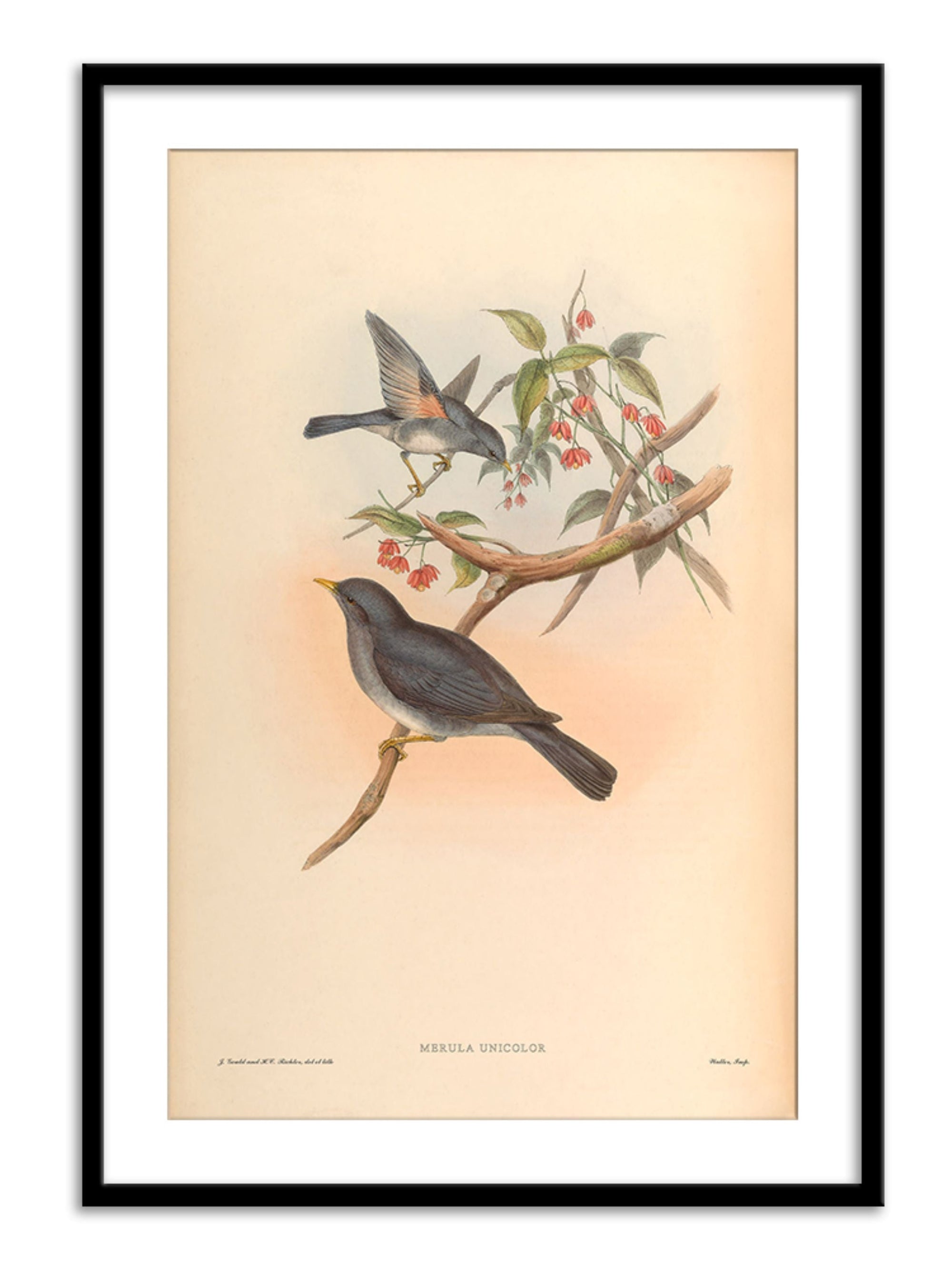 Wall Prints - Merula Unicolor