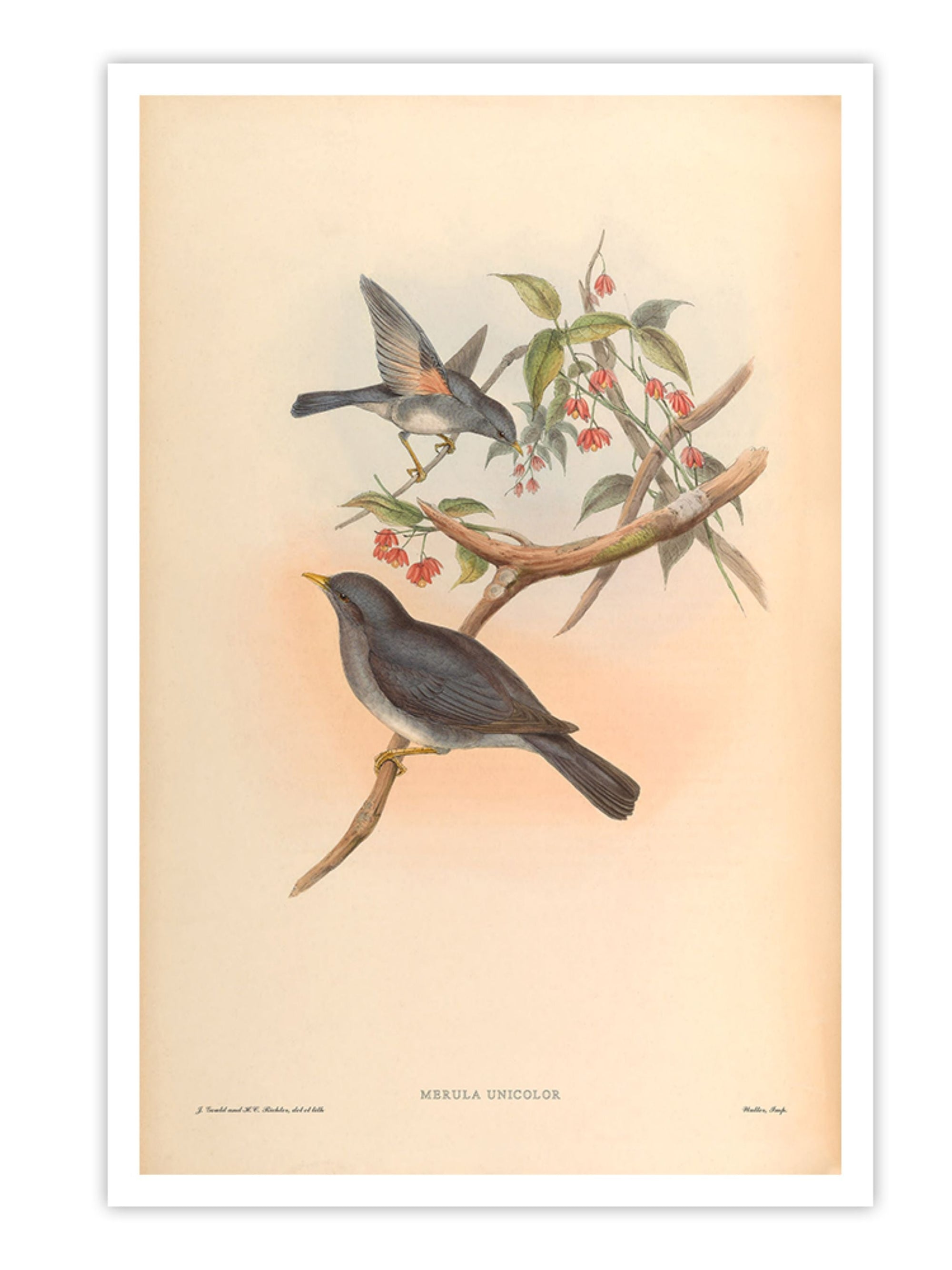 Wall Prints - Merula Unicolor