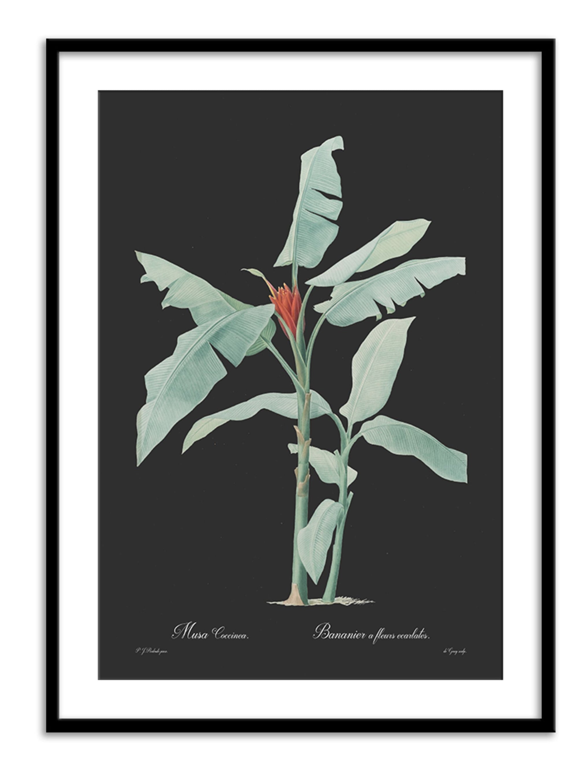 Wall Prints - Musa coccinea - Dark