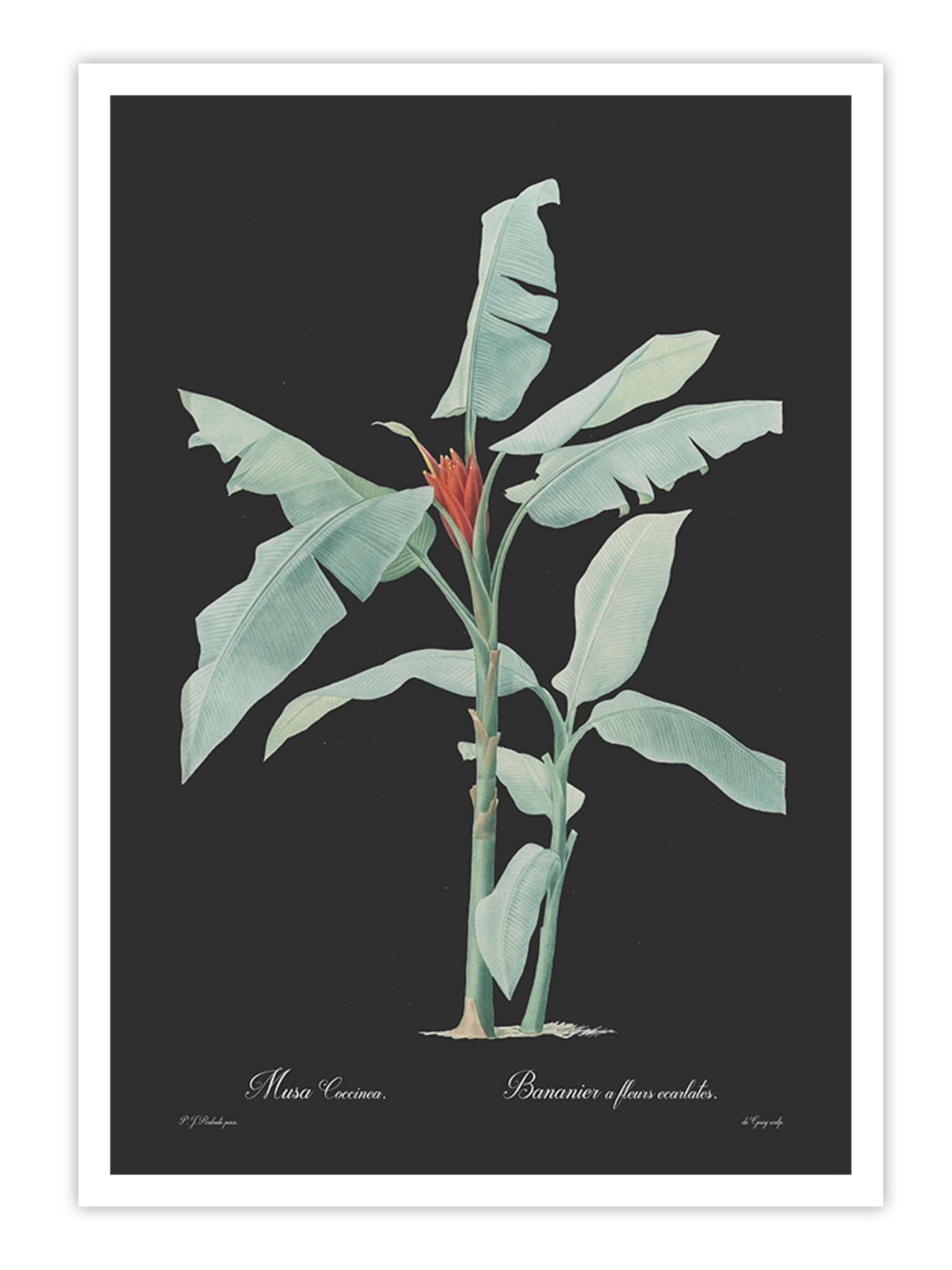 Wall Prints - Musa coccinea - Dark