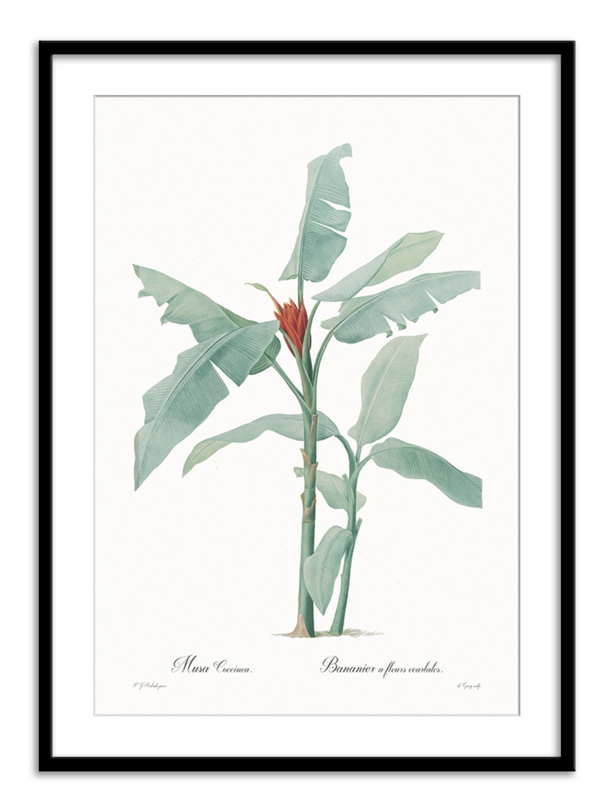 Wall Prints - Musa coccinea
