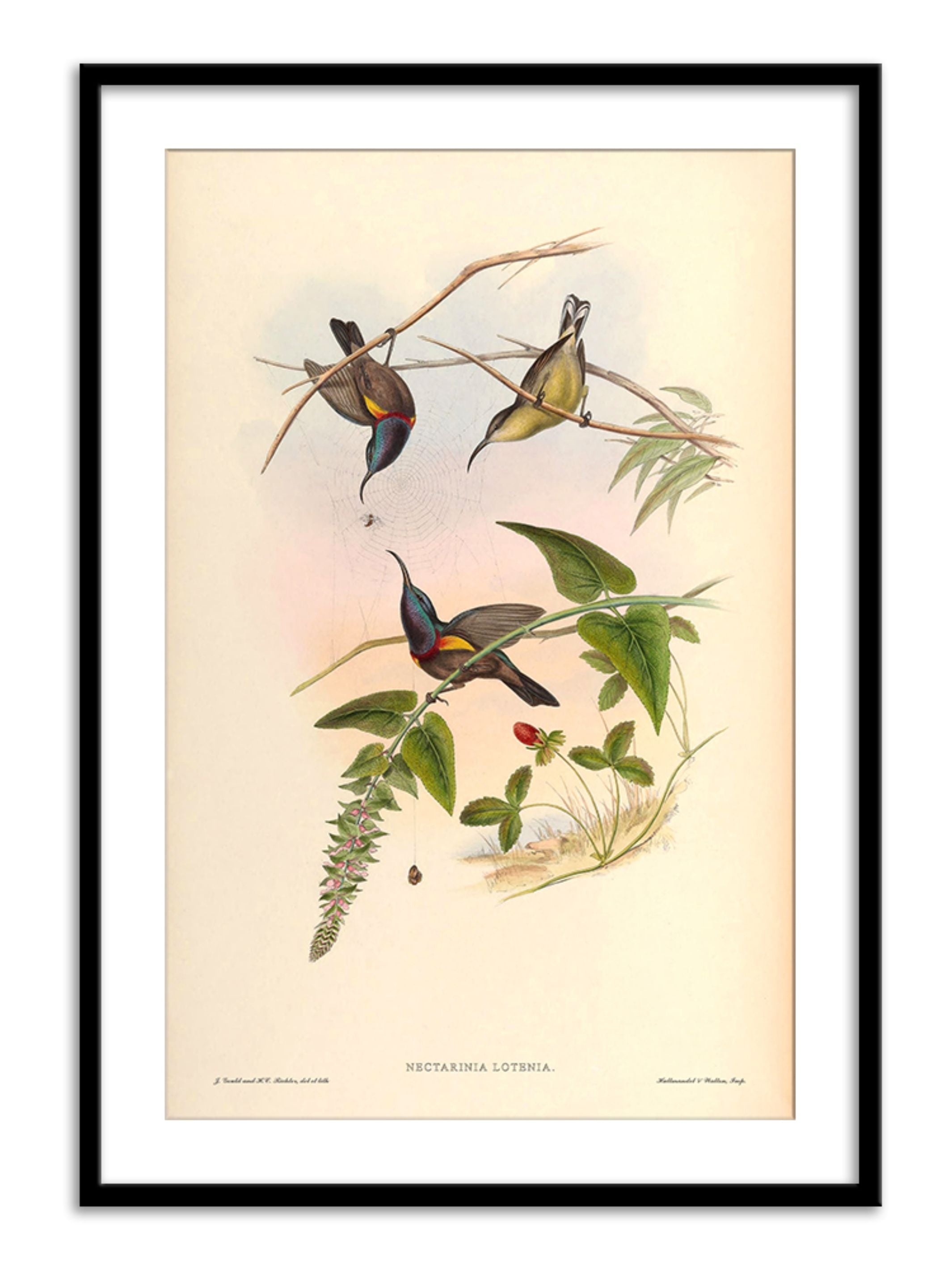 Wall Prints - Nectarinia Lotenia