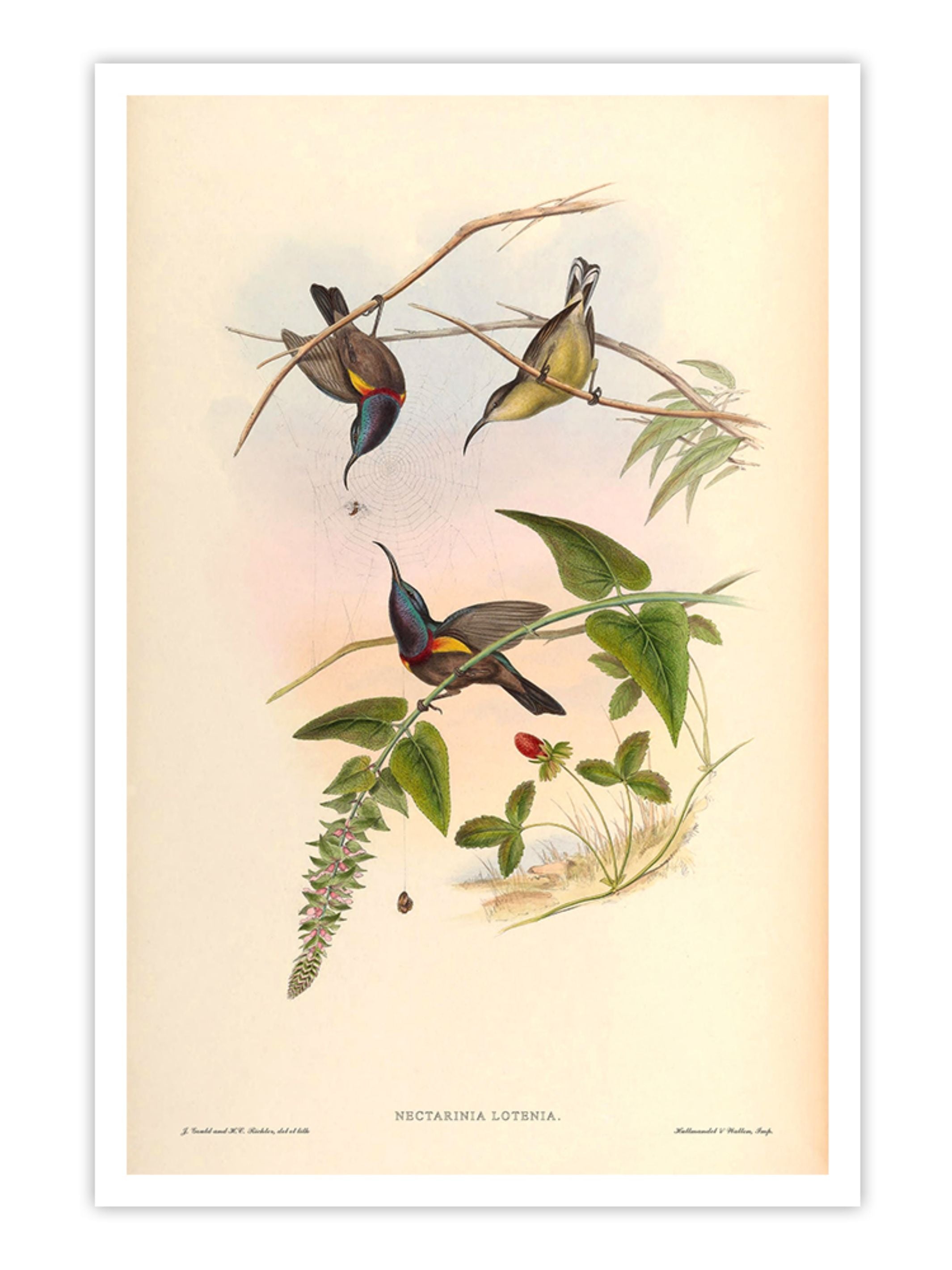 Wall Prints - Nectarinia Lotenia